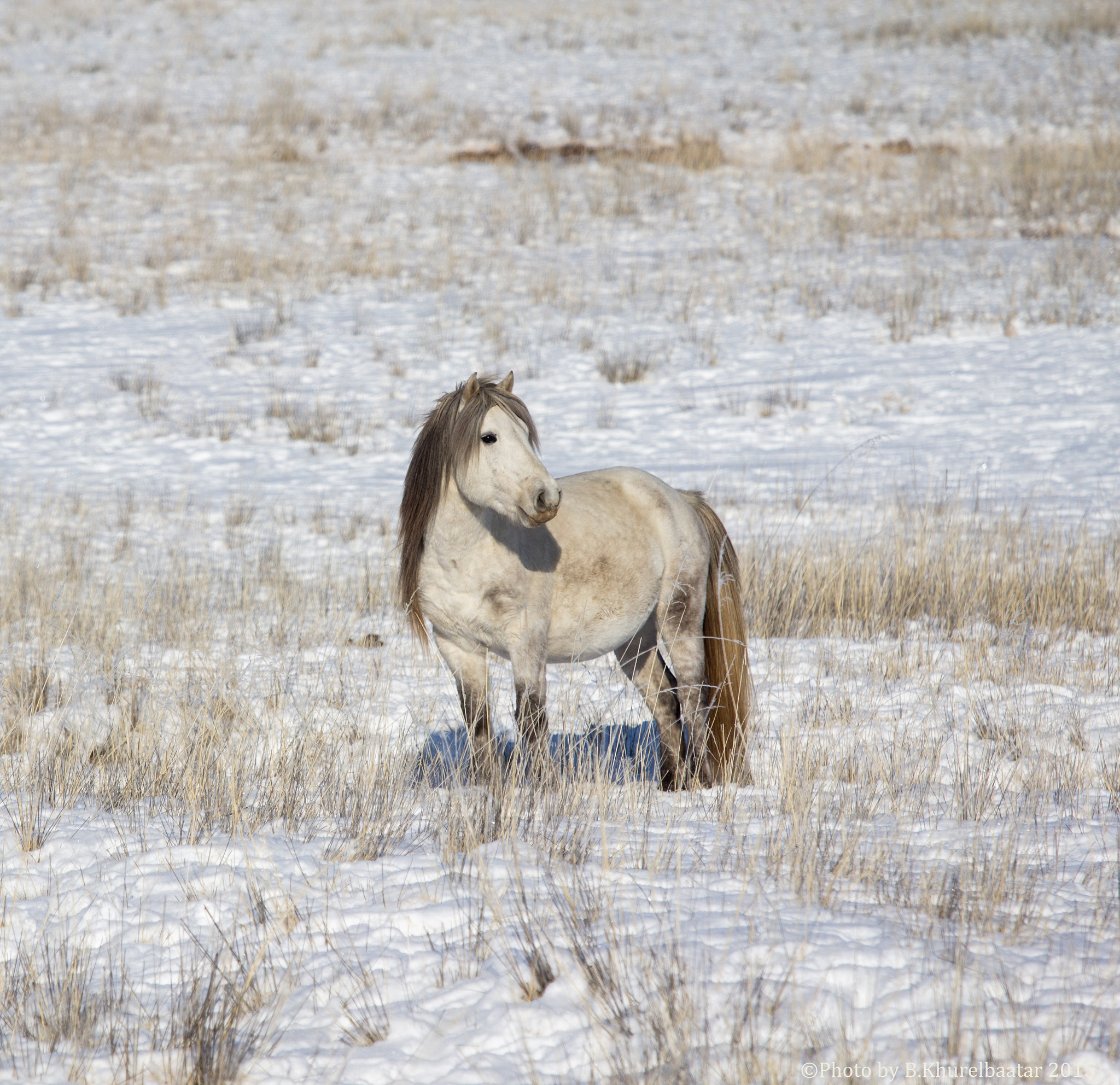 Canon EOS 600D (Rebel EOS T3i / EOS Kiss X5) + Canon EF 70-200mm F4L IS USM sample photo. Mongolian horse at khustai national park photography
