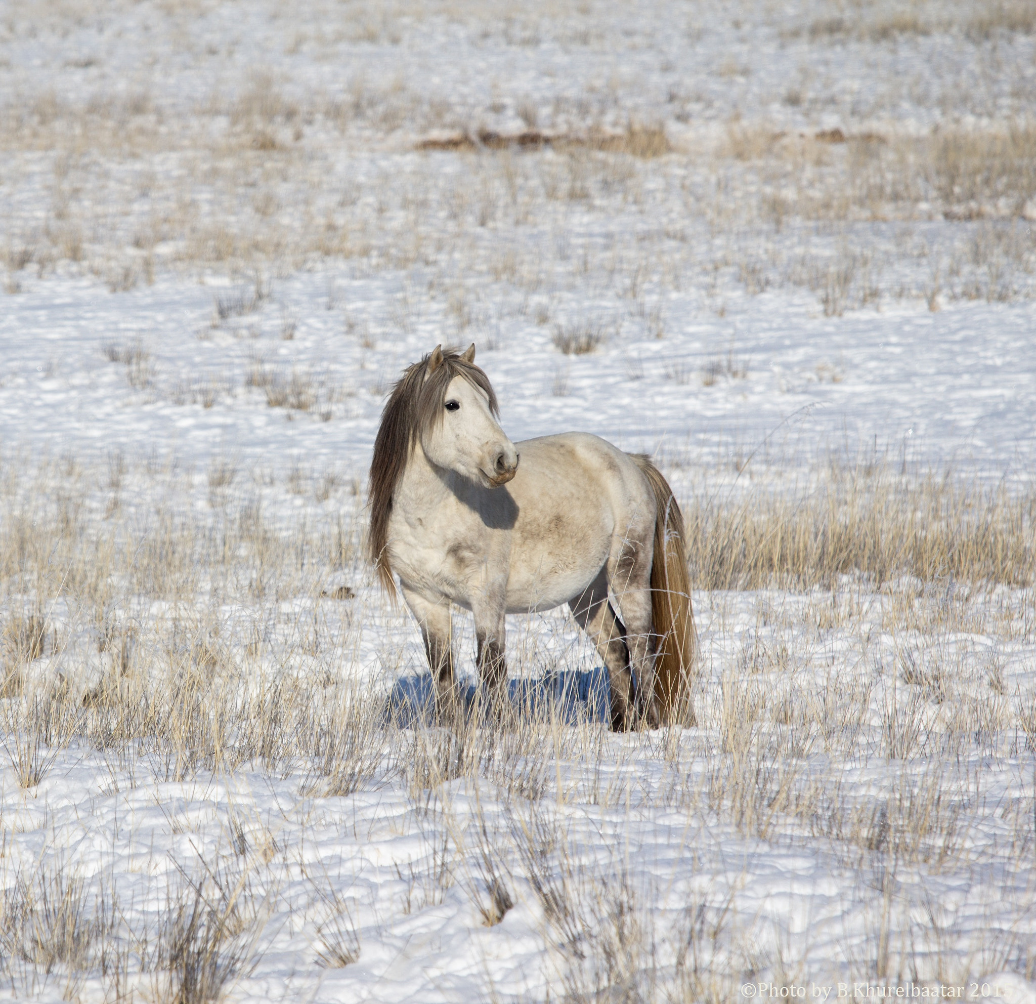 Canon EOS 600D (Rebel EOS T3i / EOS Kiss X5) sample photo. Mongolian horse at khustai national park photography