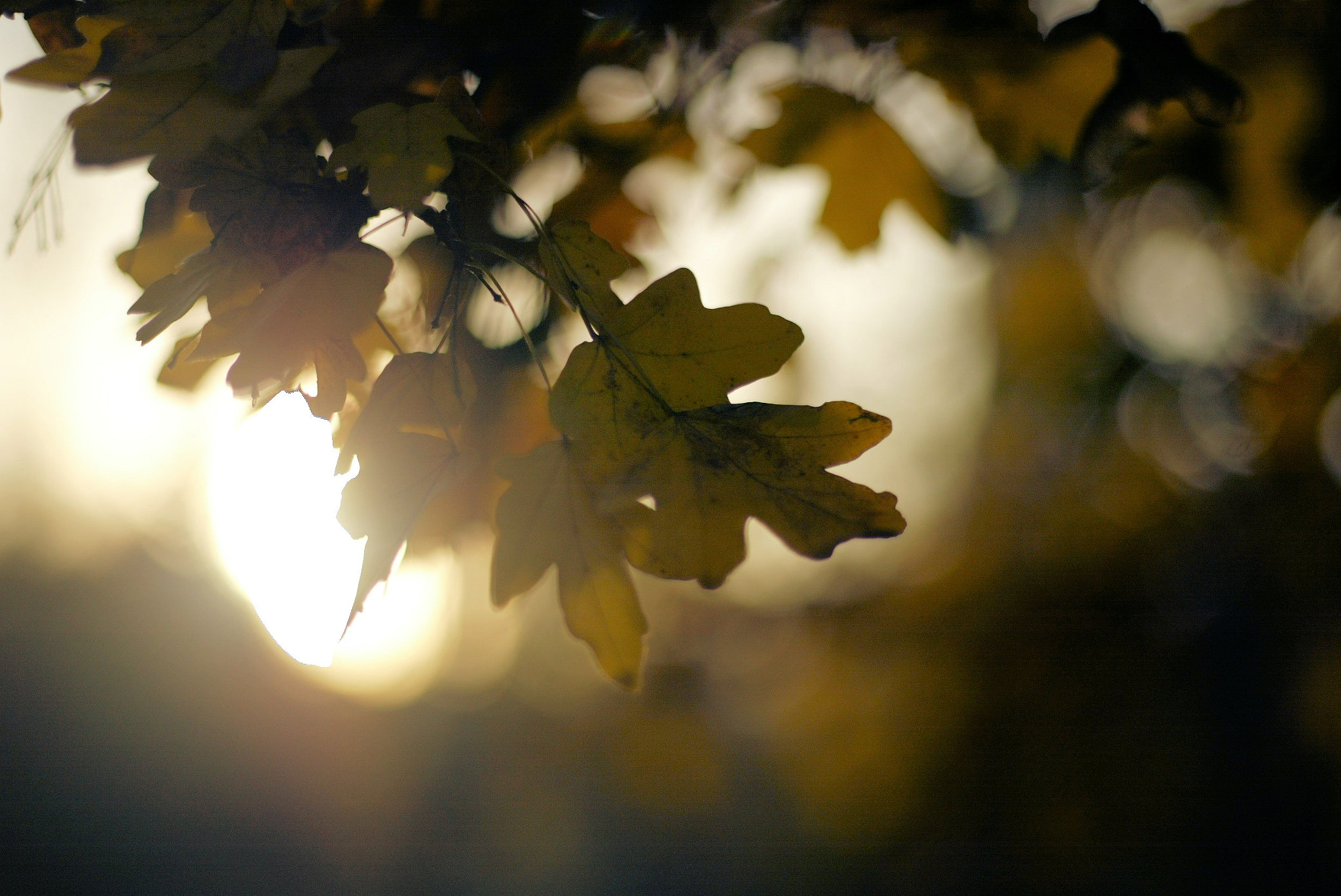 Canon EOS-1D sample photo. 640f4089.jpg photography