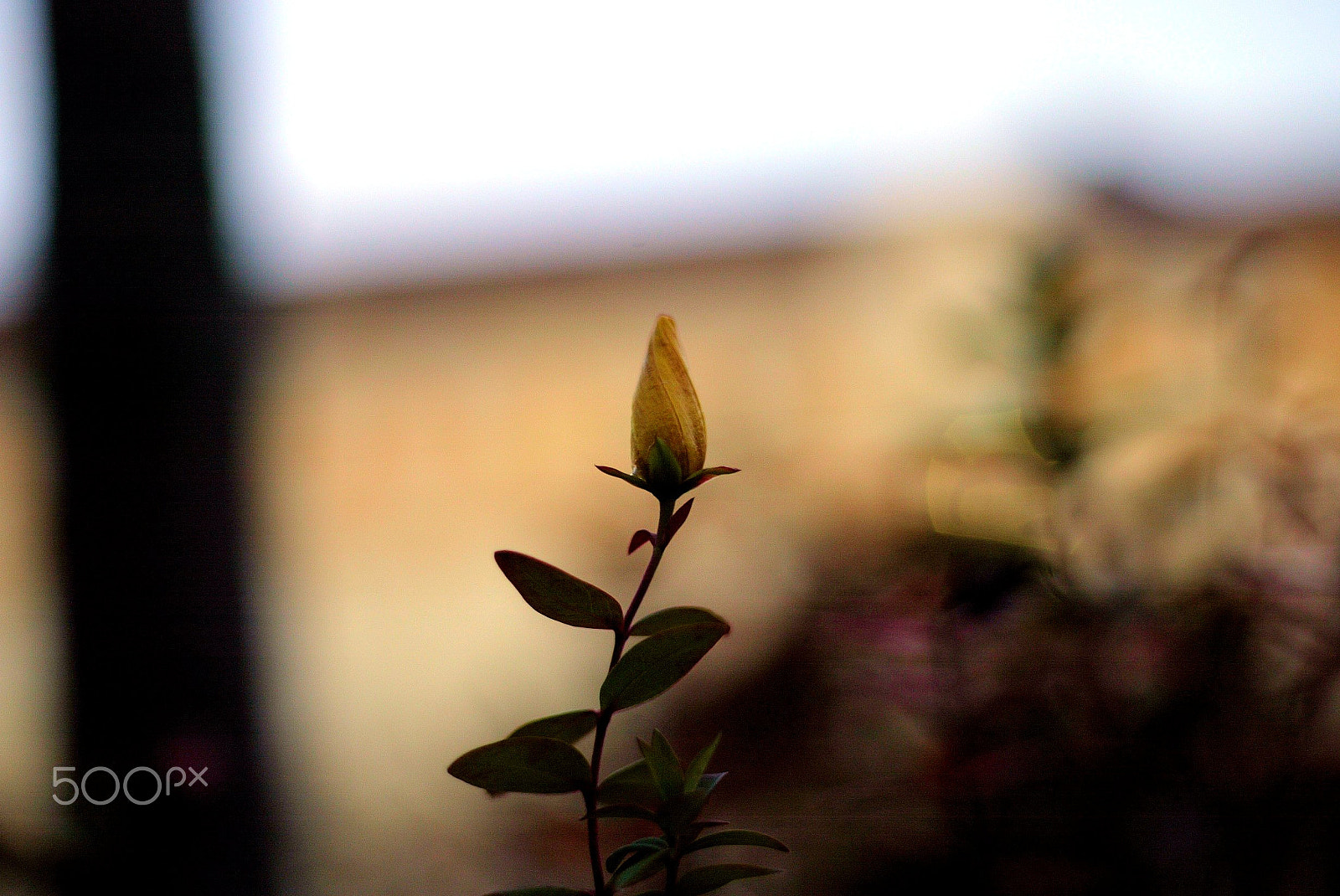 Canon EOS-1D sample photo. 640f4195.jpg photography