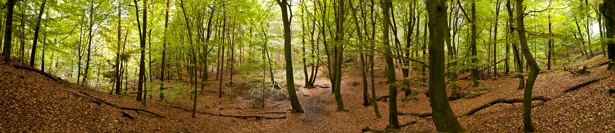 Sigma 17-70mm F2.8-4.5 DC Macro Asp. IF sample photo. Forest photography