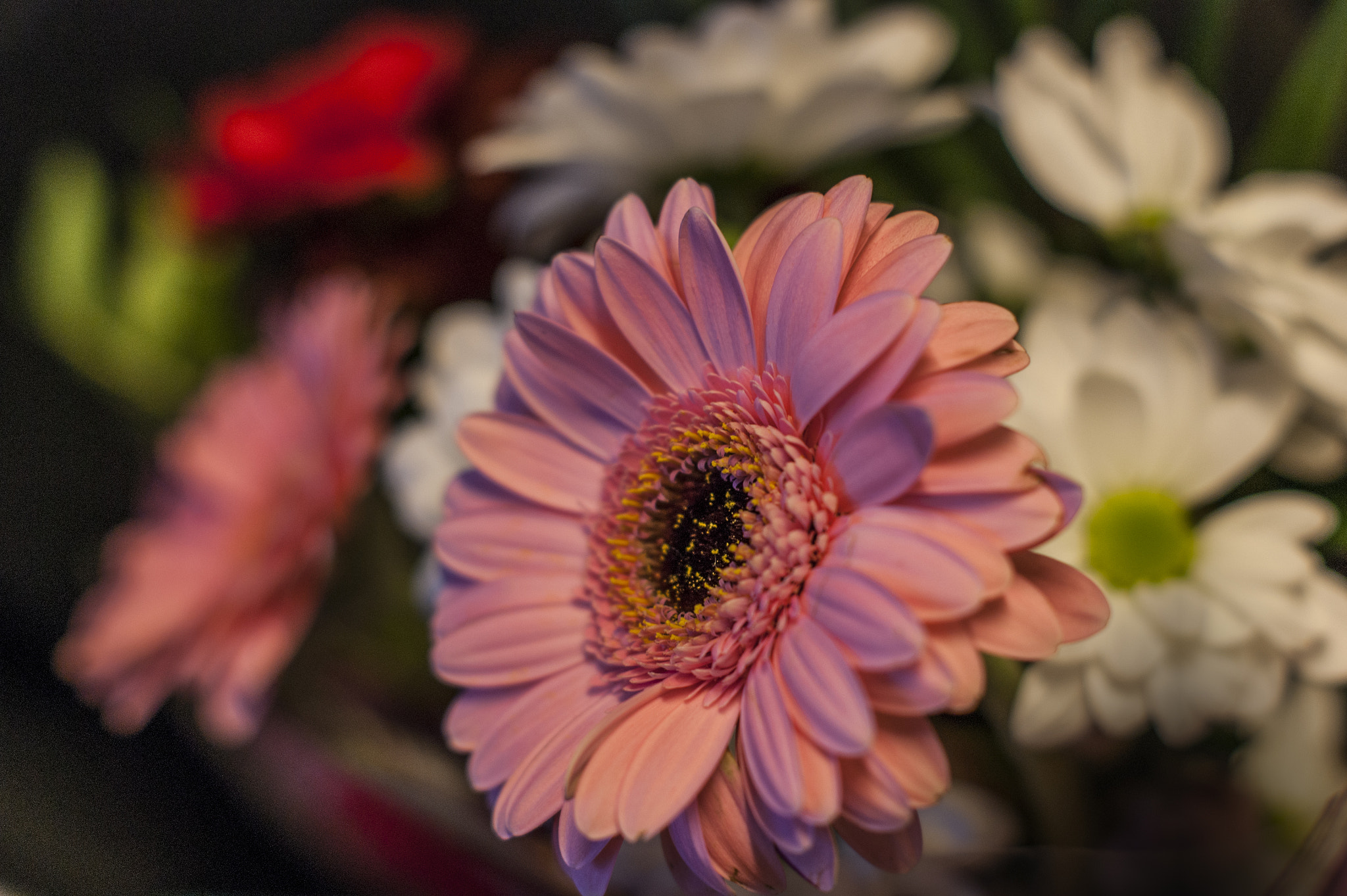 Sony Alpha DSLR-A290 + Sony DT 50mm F1.8 SAM sample photo. Des couleurs pour l'hiver photography