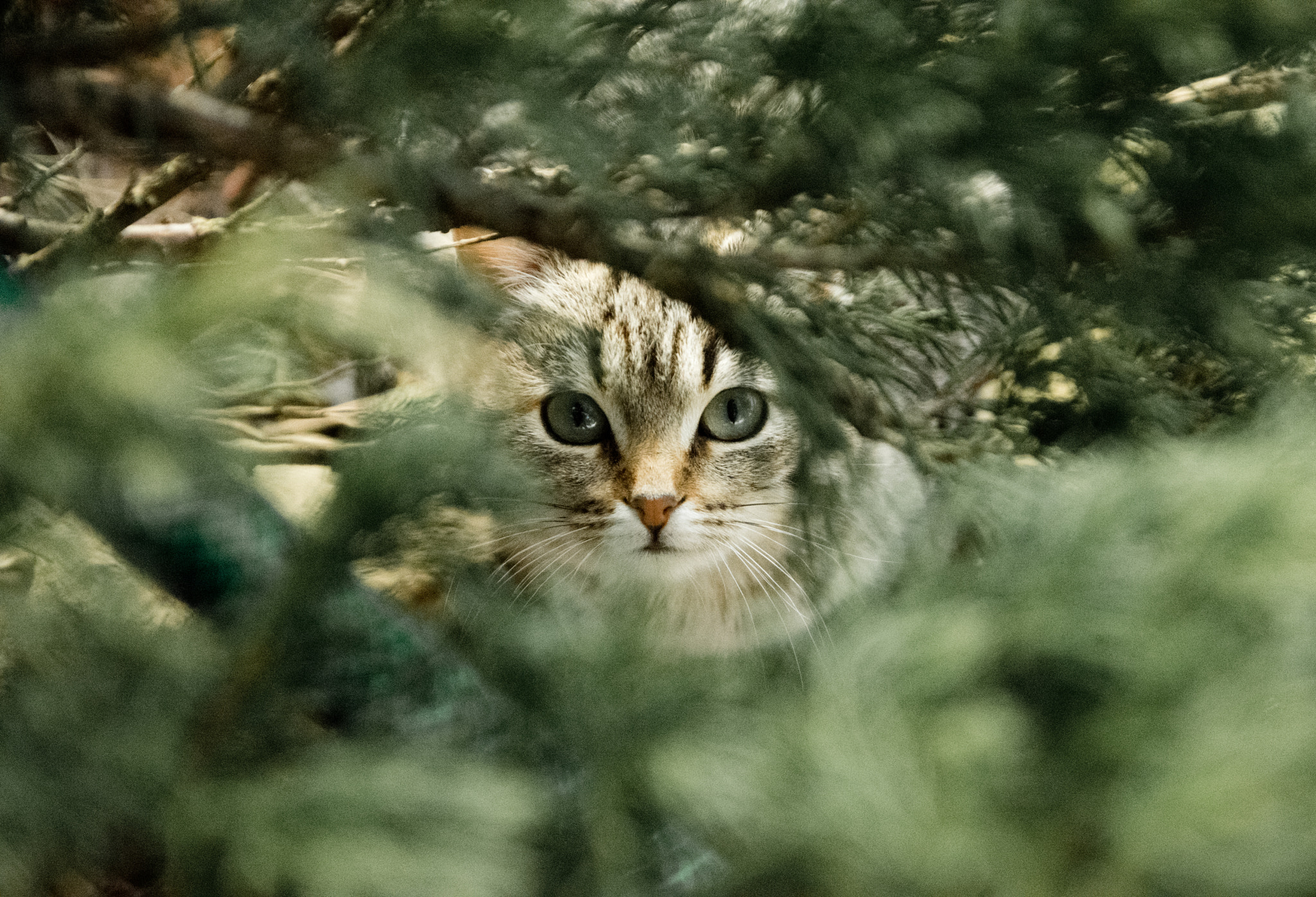 Sigma 17-70mm F2.8-4 DC Macro OS HSM sample photo. Cat photography