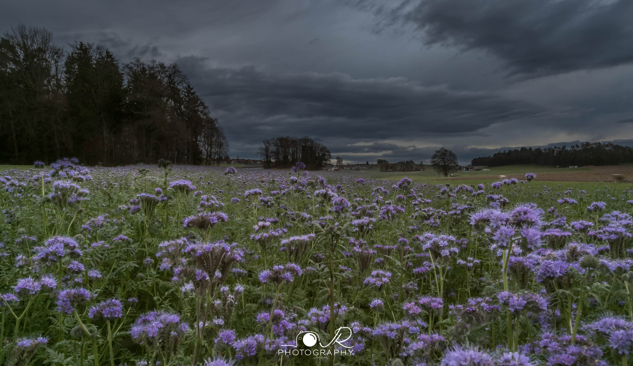 Sigma 8-16mm F4.5-5.6 DC HSM sample photo. Phacelia photography