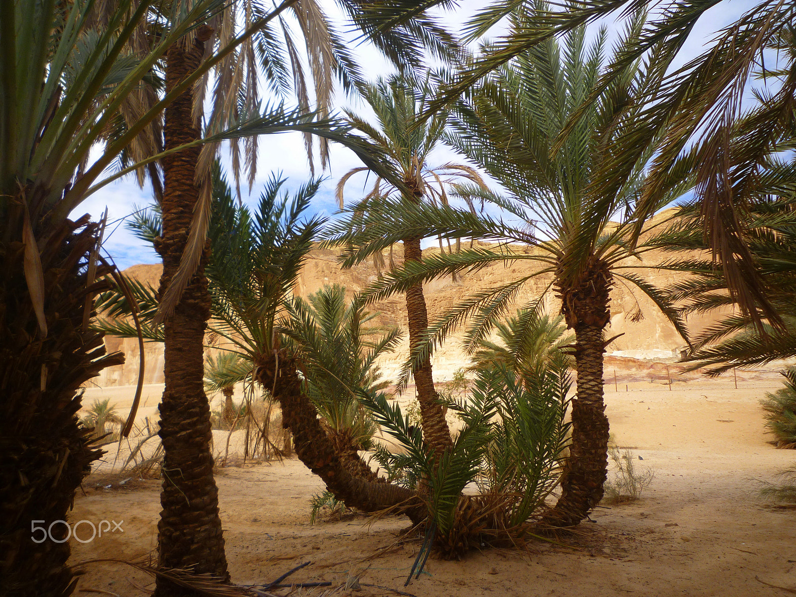 Panasonic DMC-FX550 sample photo. Oasis ain khudra sinai photography