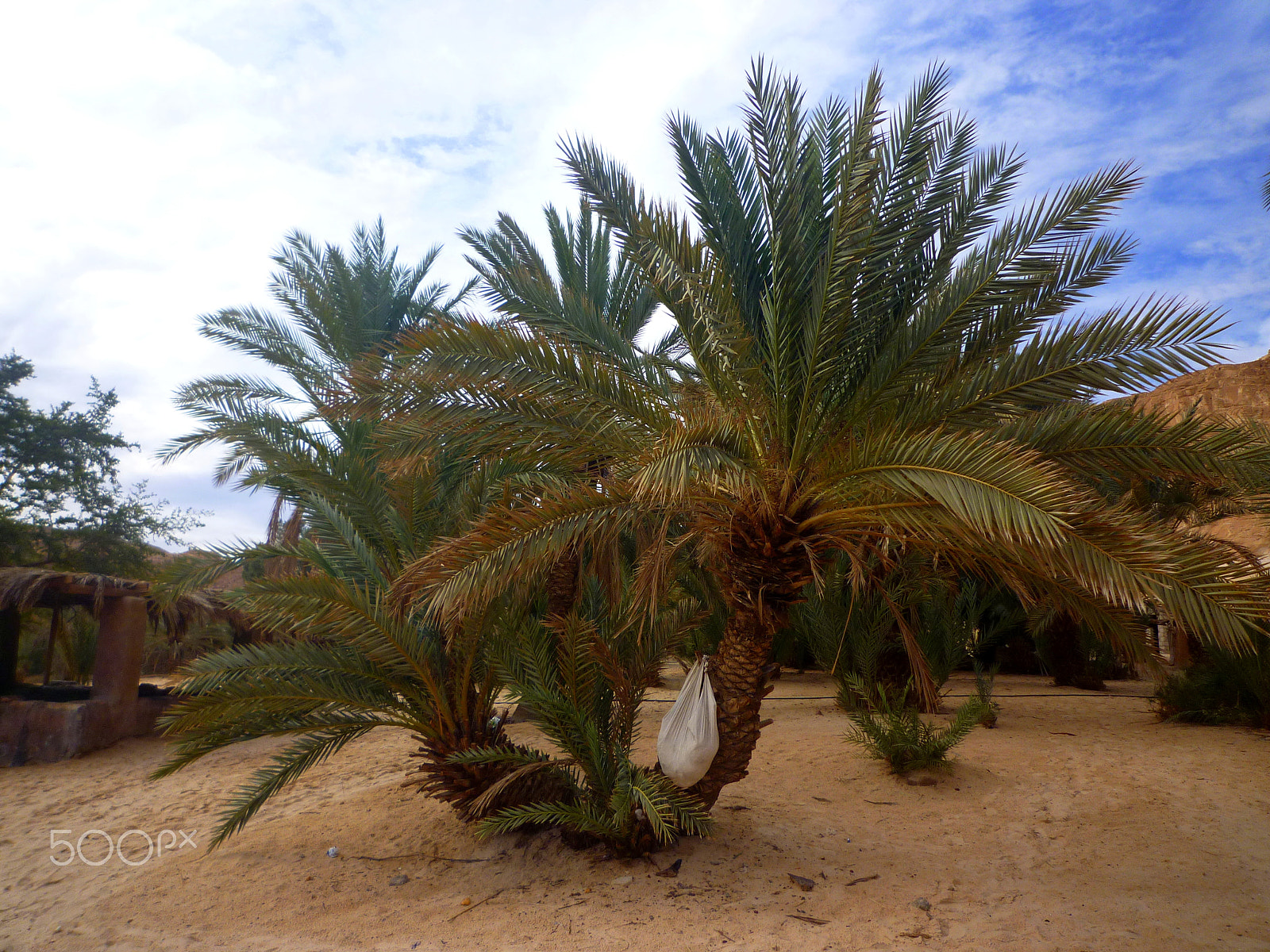 Panasonic DMC-FX550 sample photo. Oasis ain khudra sinai photography