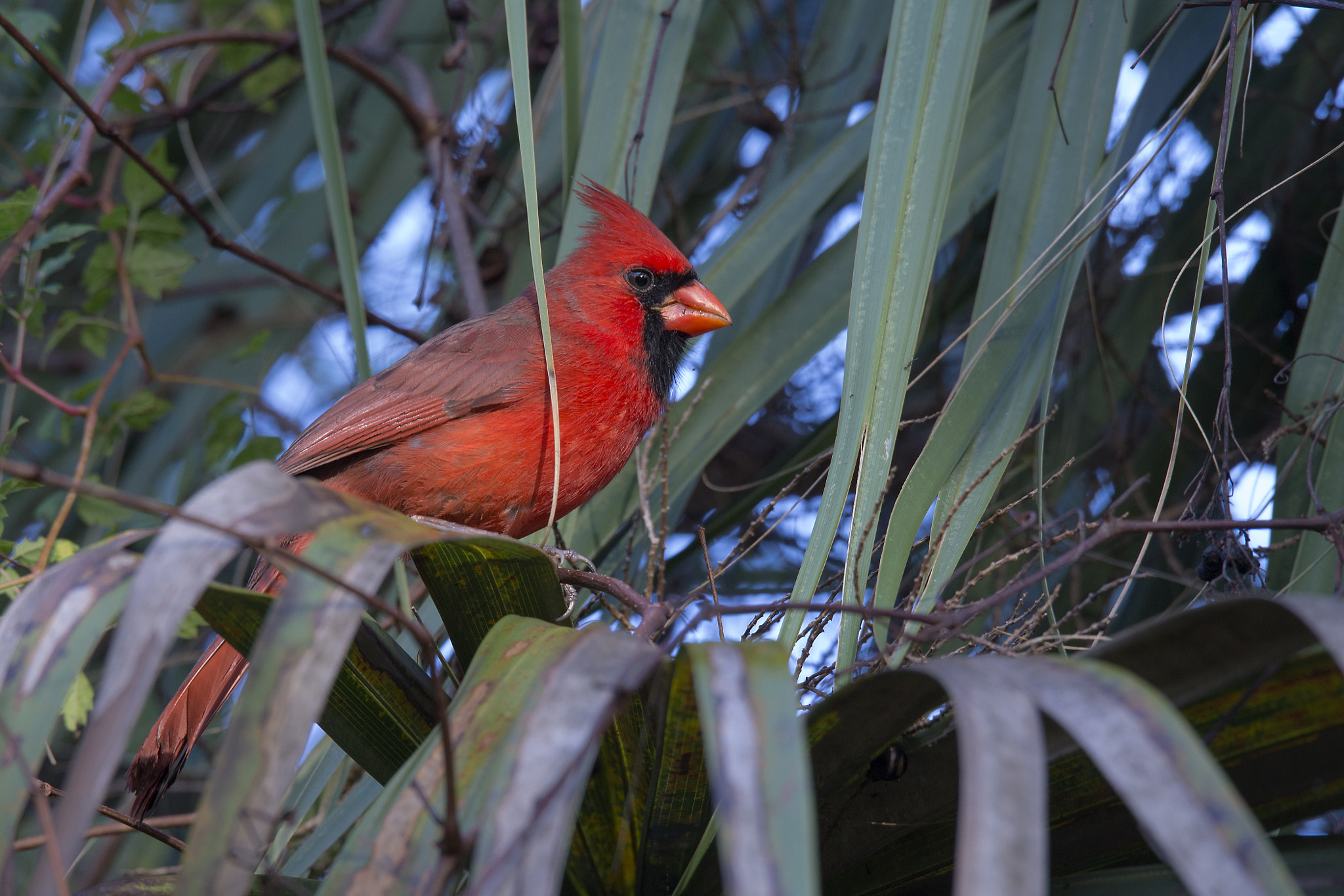 Sigma 150-600mm F5-6.3 DG OS HSM | C sample photo. Northern cardinal photography