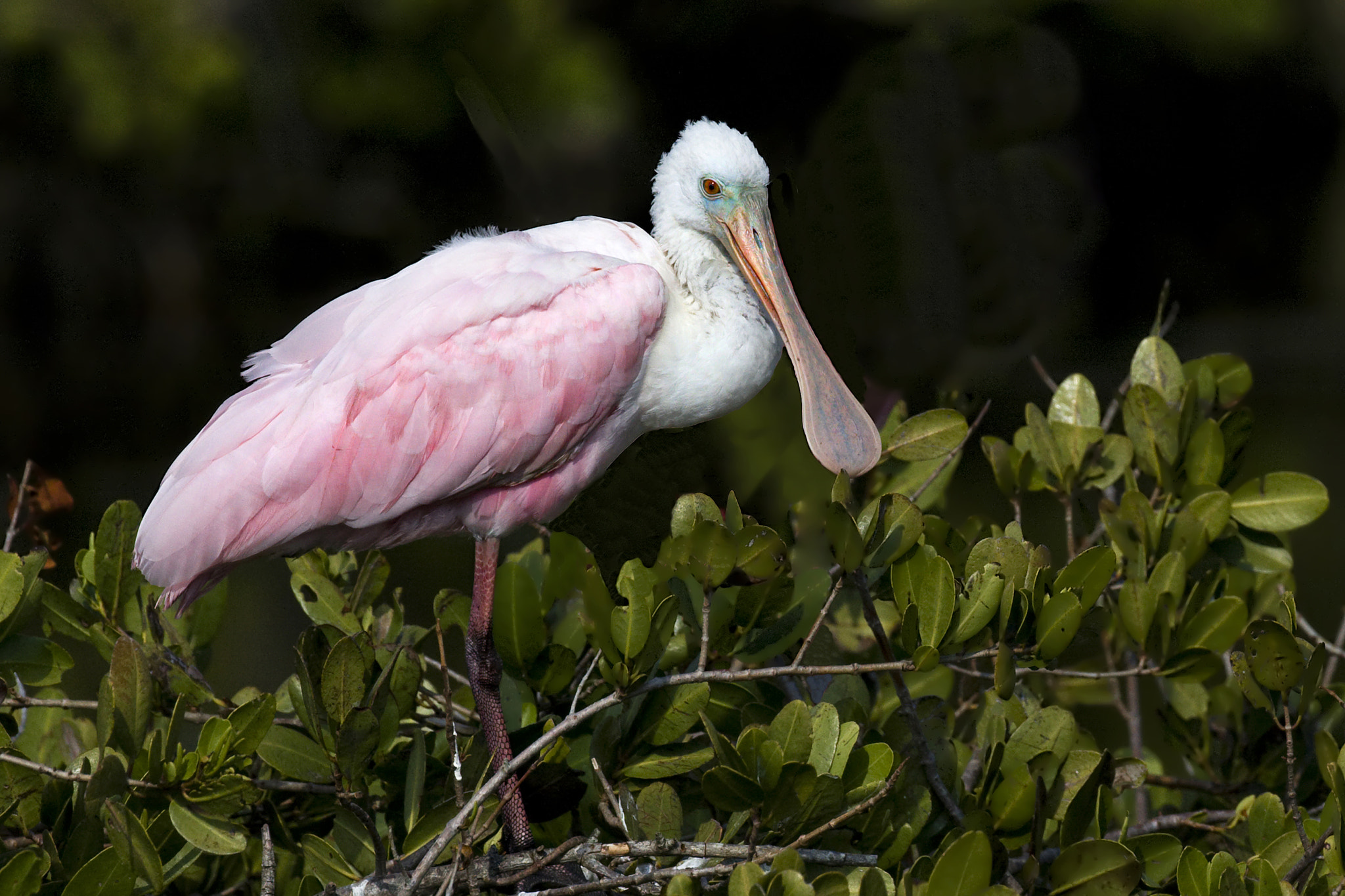 Canon EF 500mm F4L IS USM sample photo. Roseate spoonbill photography