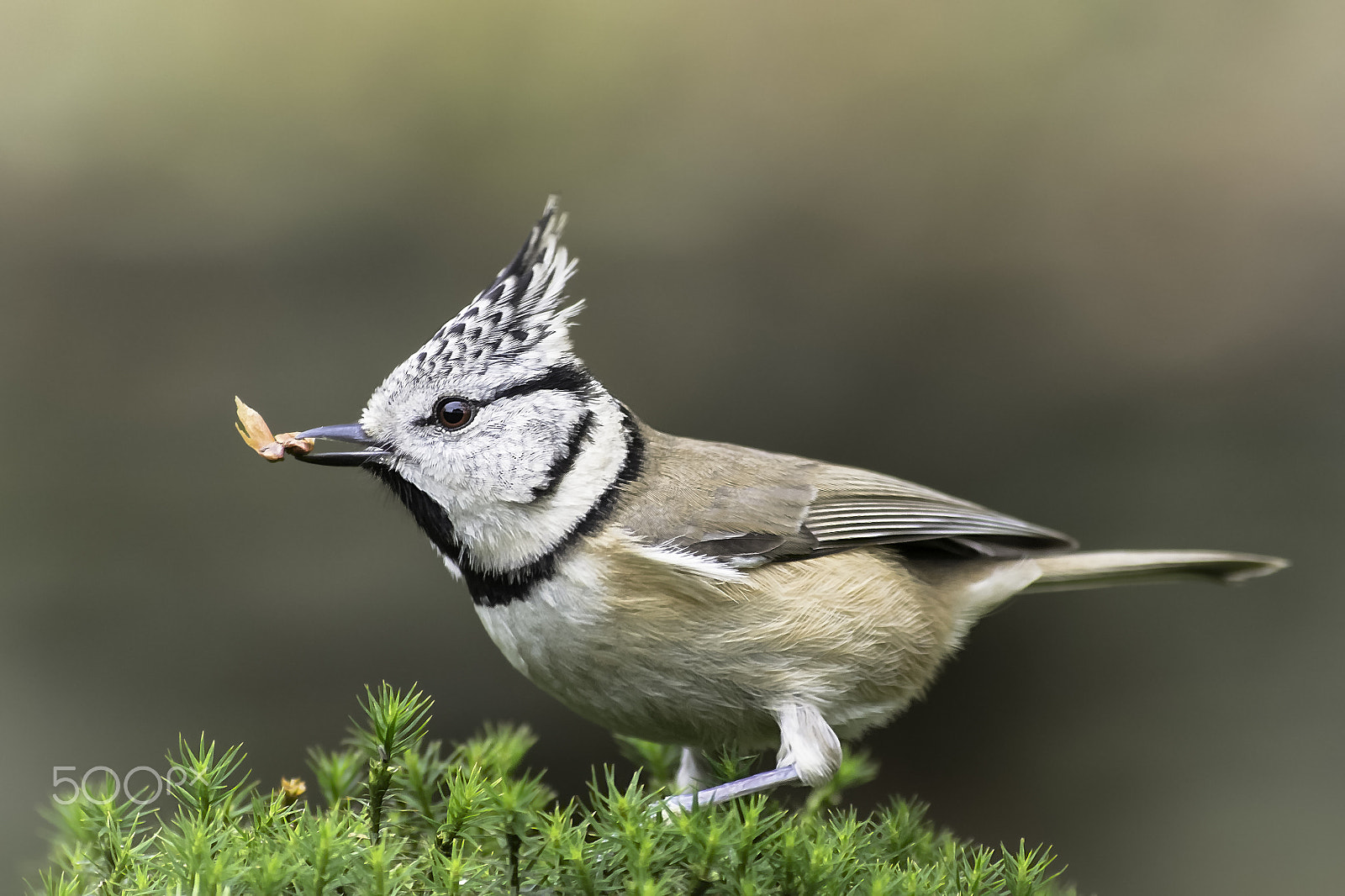 Olympus Zuiko Digital ED 70-300mm F4.0-5.6 sample photo. European crested tit photography