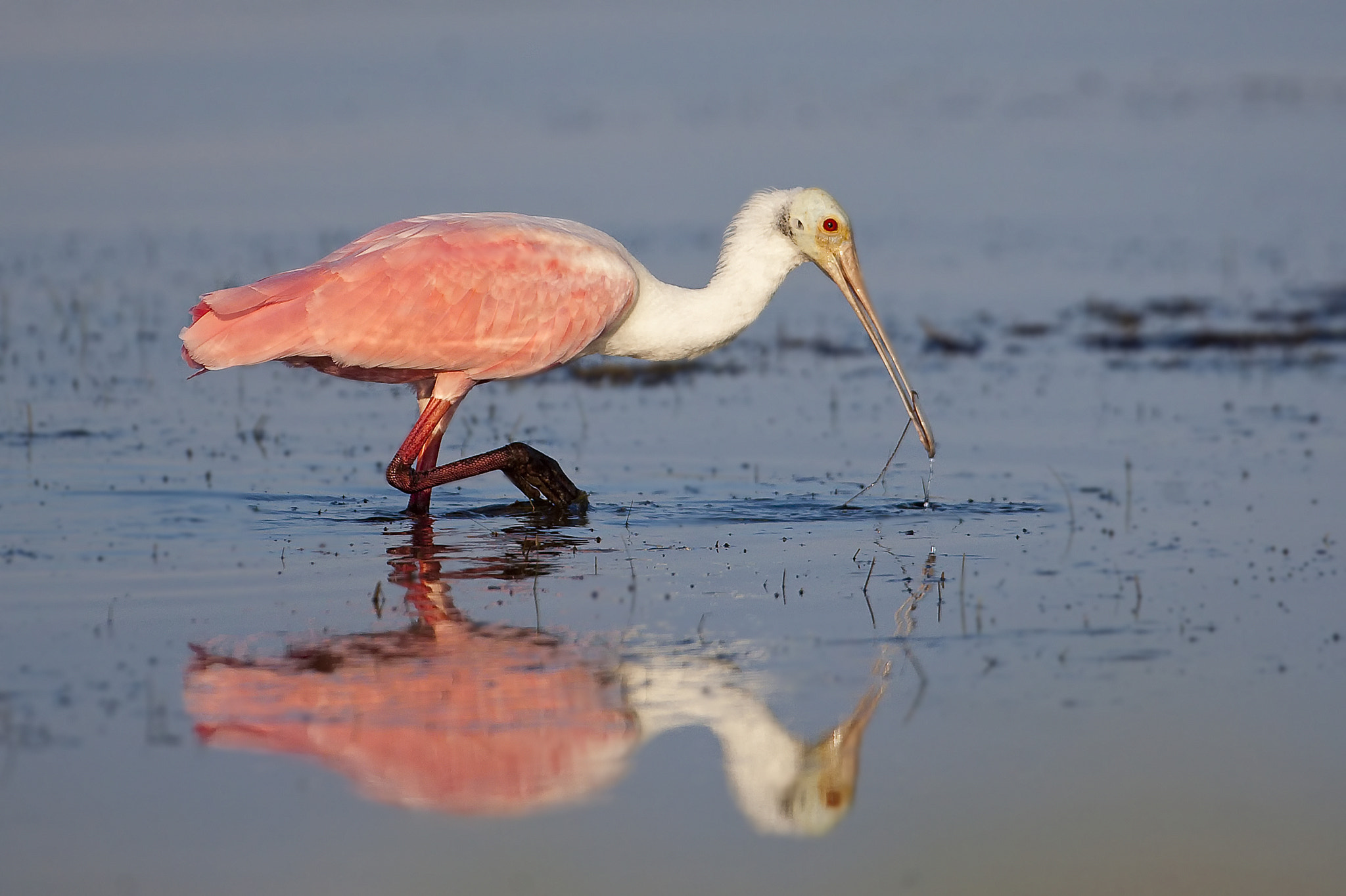 Canon EOS-1D Mark III + Canon EF 500mm F4L IS USM sample photo. Roseate spoonbill photography