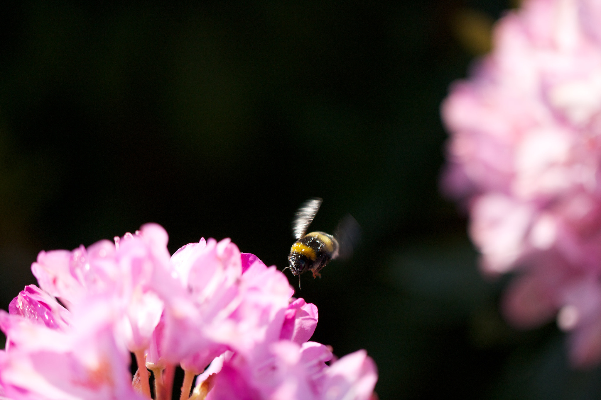 Canon EOS 450D (EOS Rebel XSi / EOS Kiss X2) + Canon EF 100mm F2.8L Macro IS USM sample photo. Bee taking pollen photography