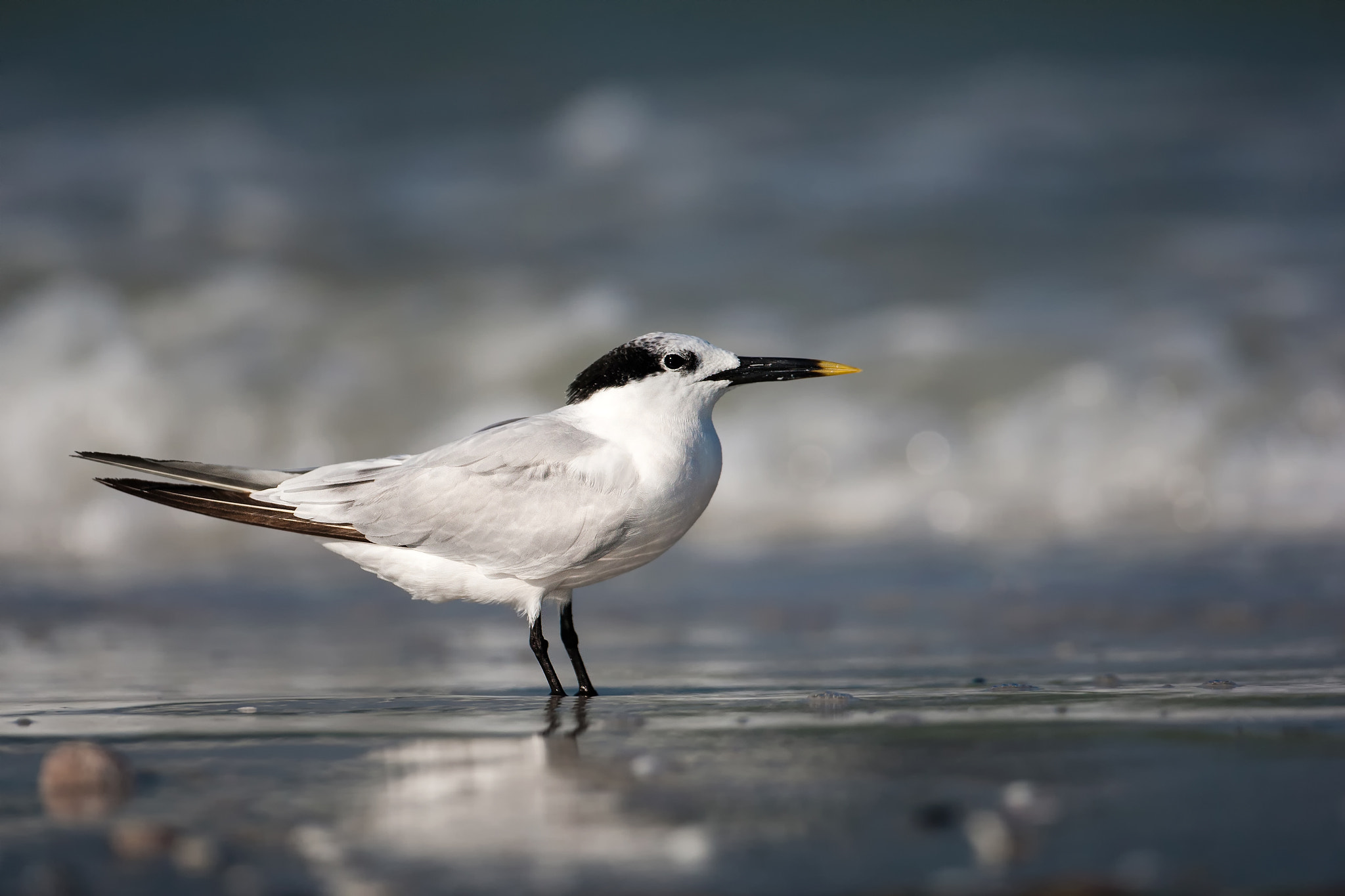 Canon EF 500mm F4L IS USM sample photo. Sandwich tern photography