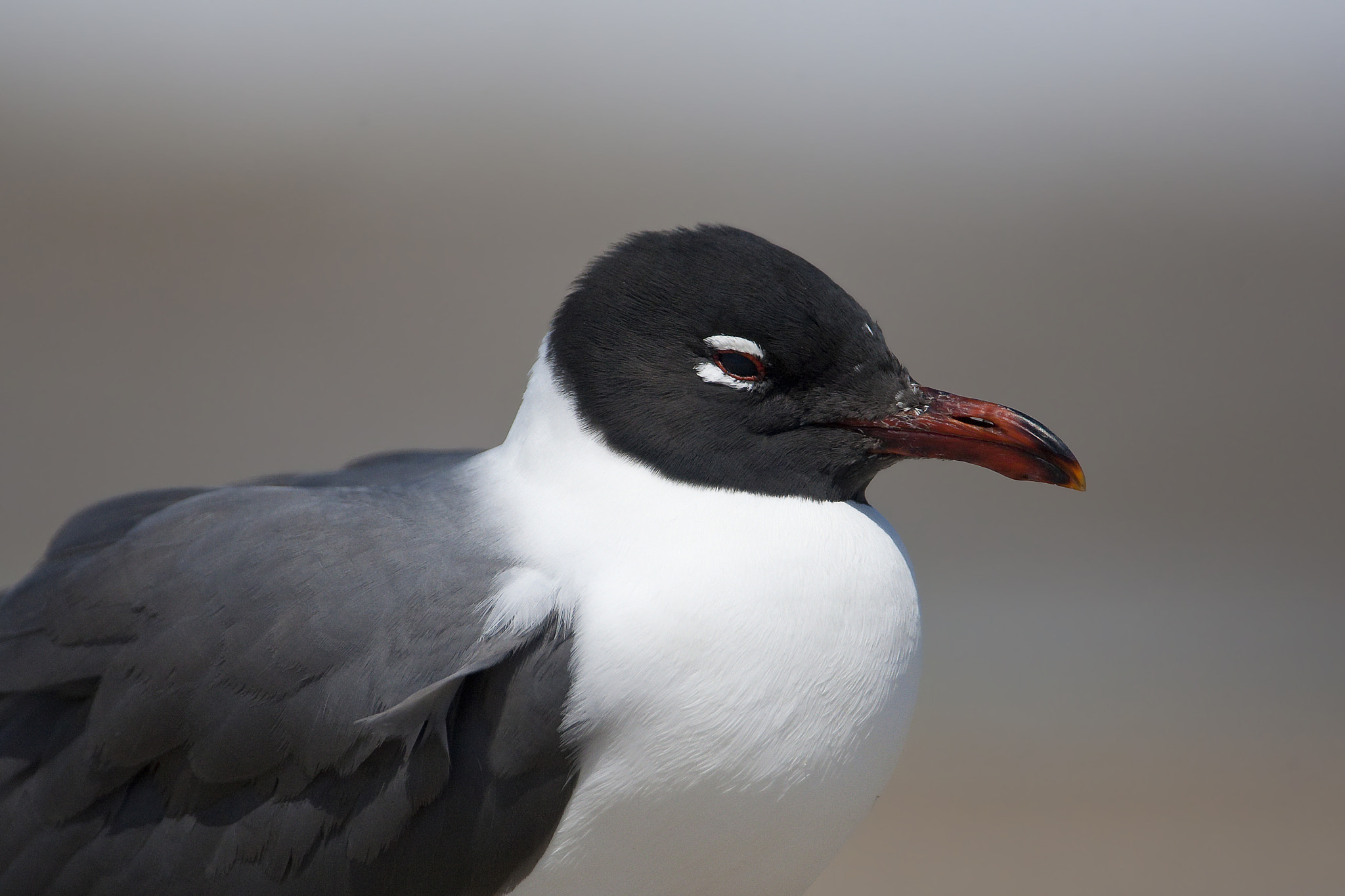 Canon EOS-1D Mark III + Canon EF 500mm F4L IS USM sample photo. Laughing gull photography