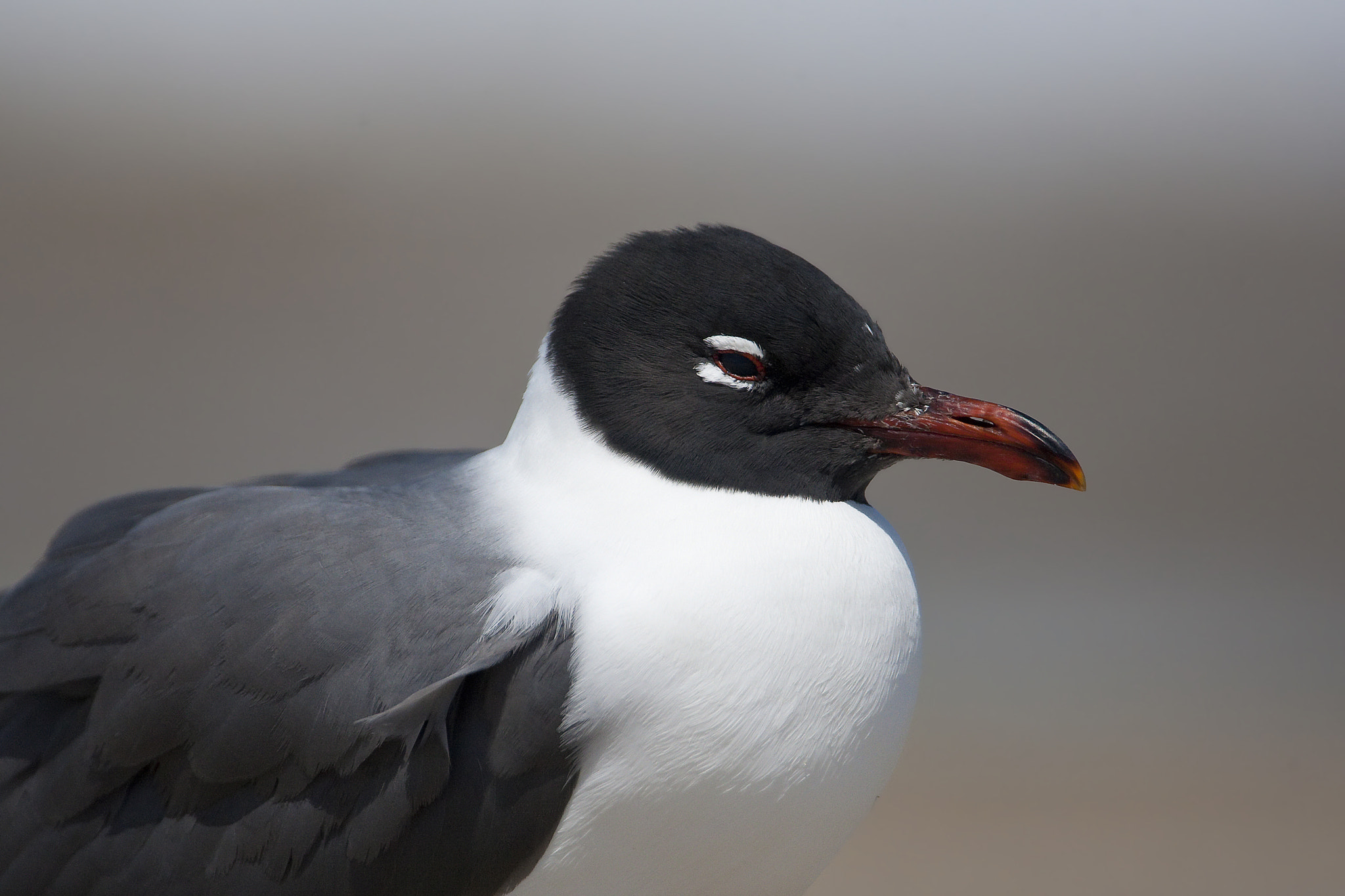 Canon EF 500mm F4L IS USM sample photo. Laughing gull photography