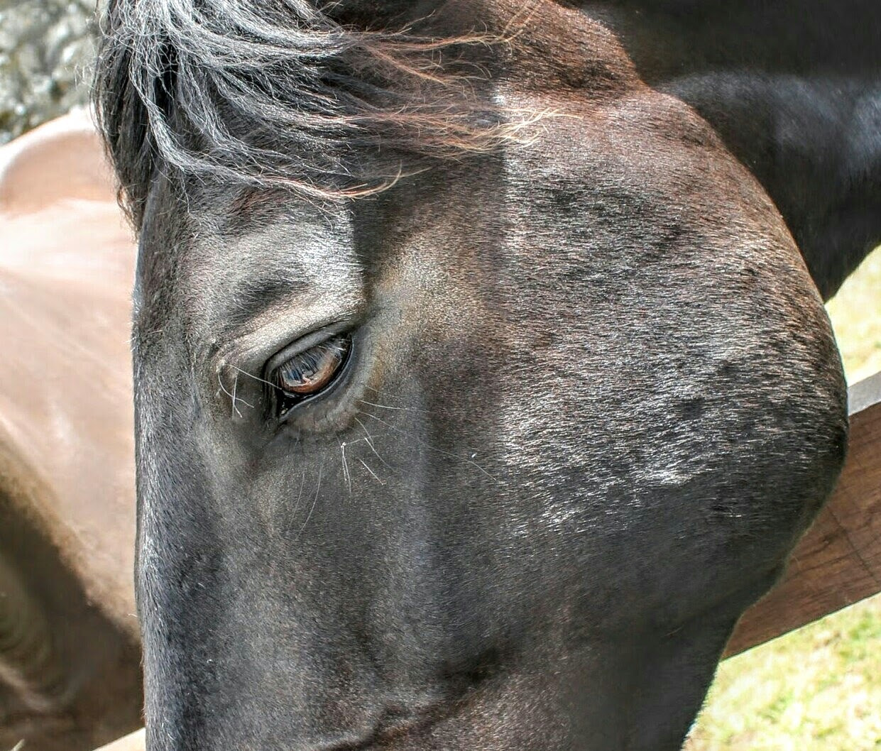 Canon EOS 1100D (EOS Rebel T3 / EOS Kiss X50) + Canon EF 50mm f/1.8 sample photo. Horse  photography