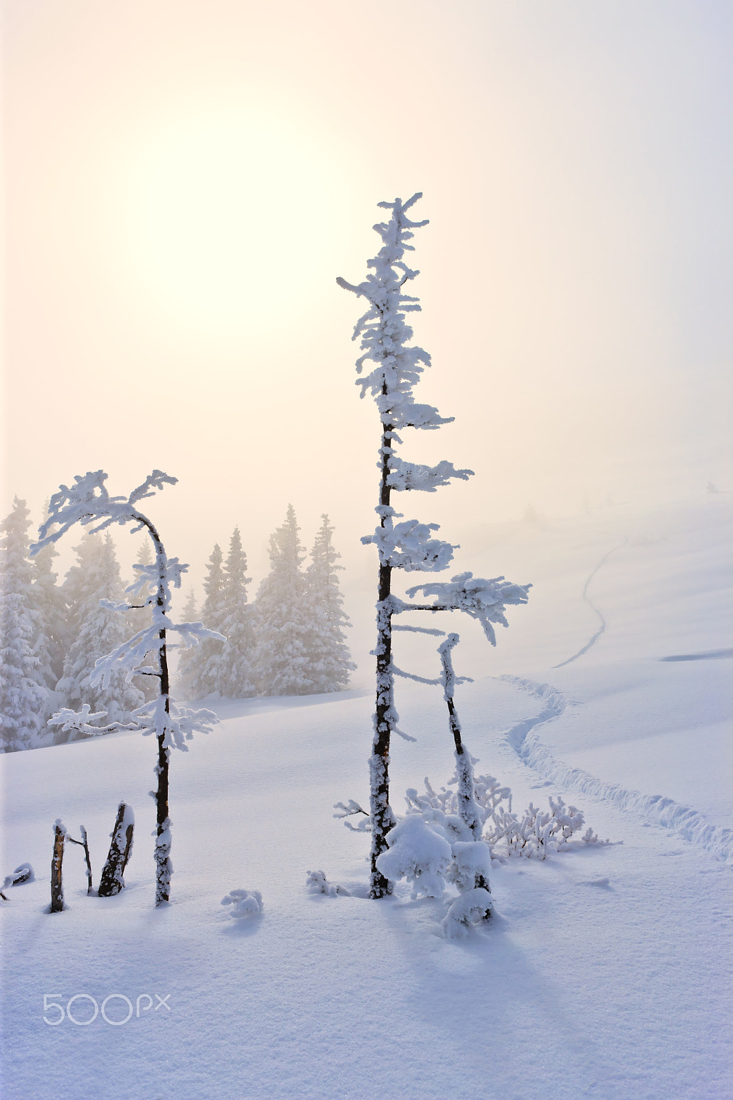 Canon EF 35mm F1.4L USM sample photo. Alone in winter photography