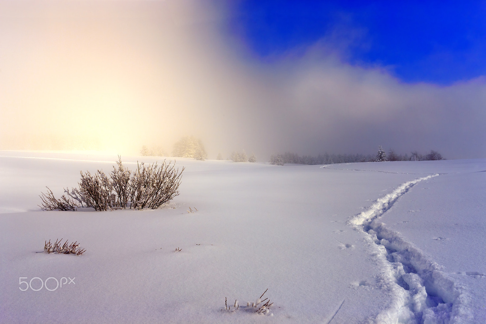 Canon EF 35mm F1.4L USM sample photo. Snow trap photography