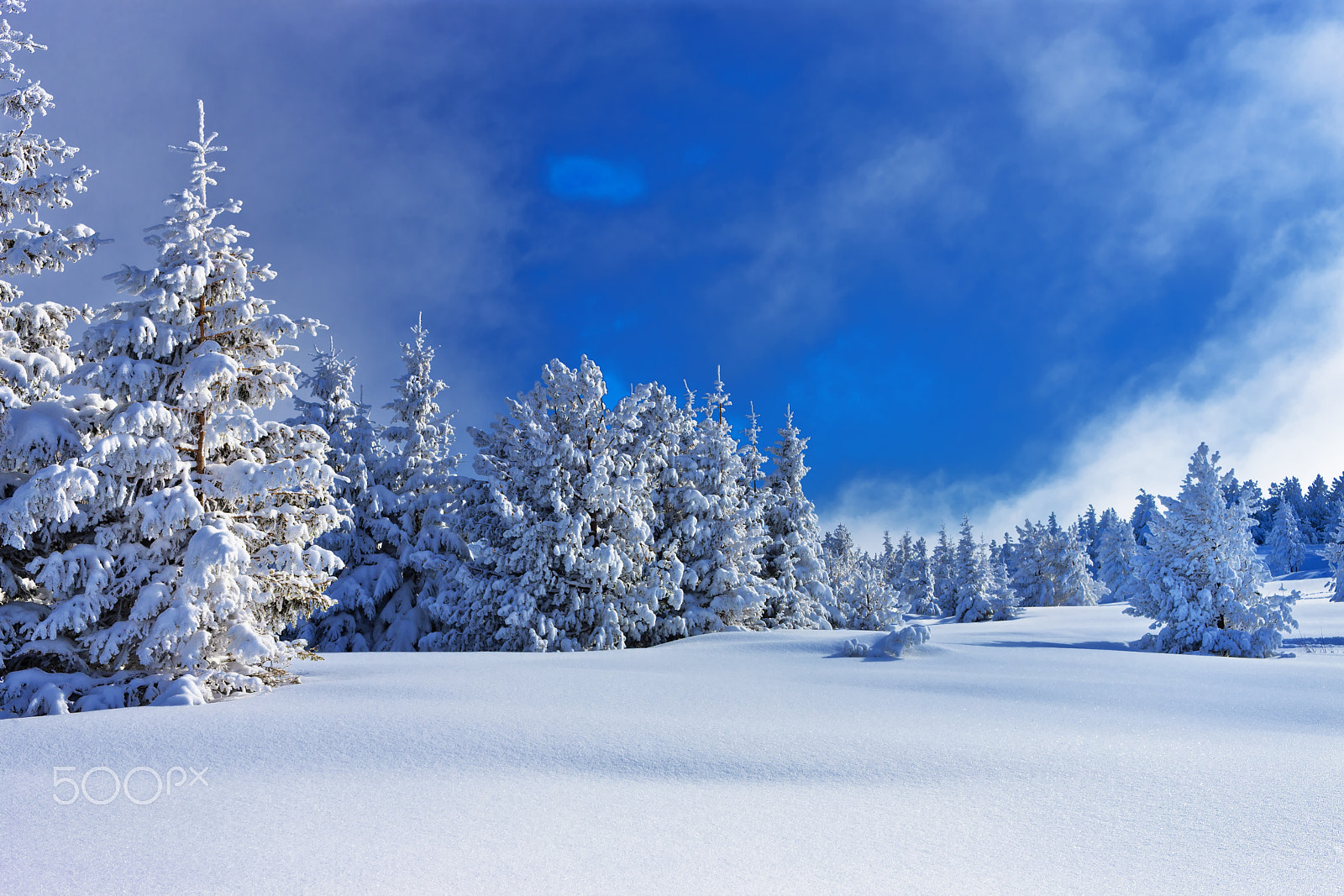 Canon EF 35mm F1.4L USM sample photo. Froze and beauty pine photography