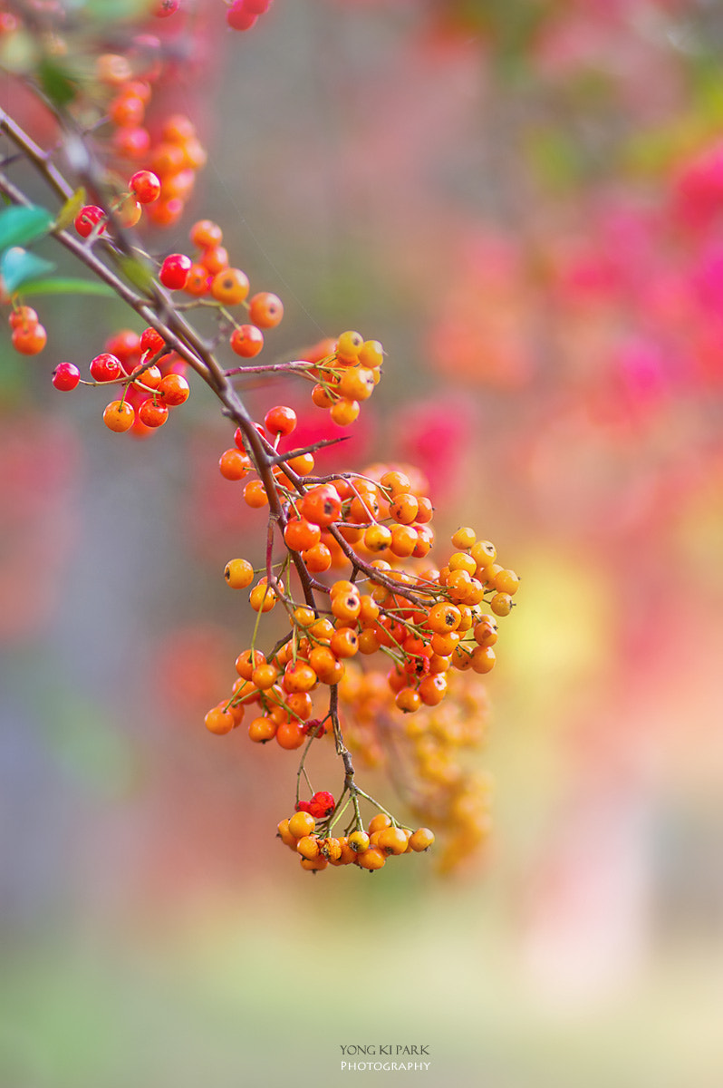 Pentax K-3 sample photo. Legacy of autumn -2 photography