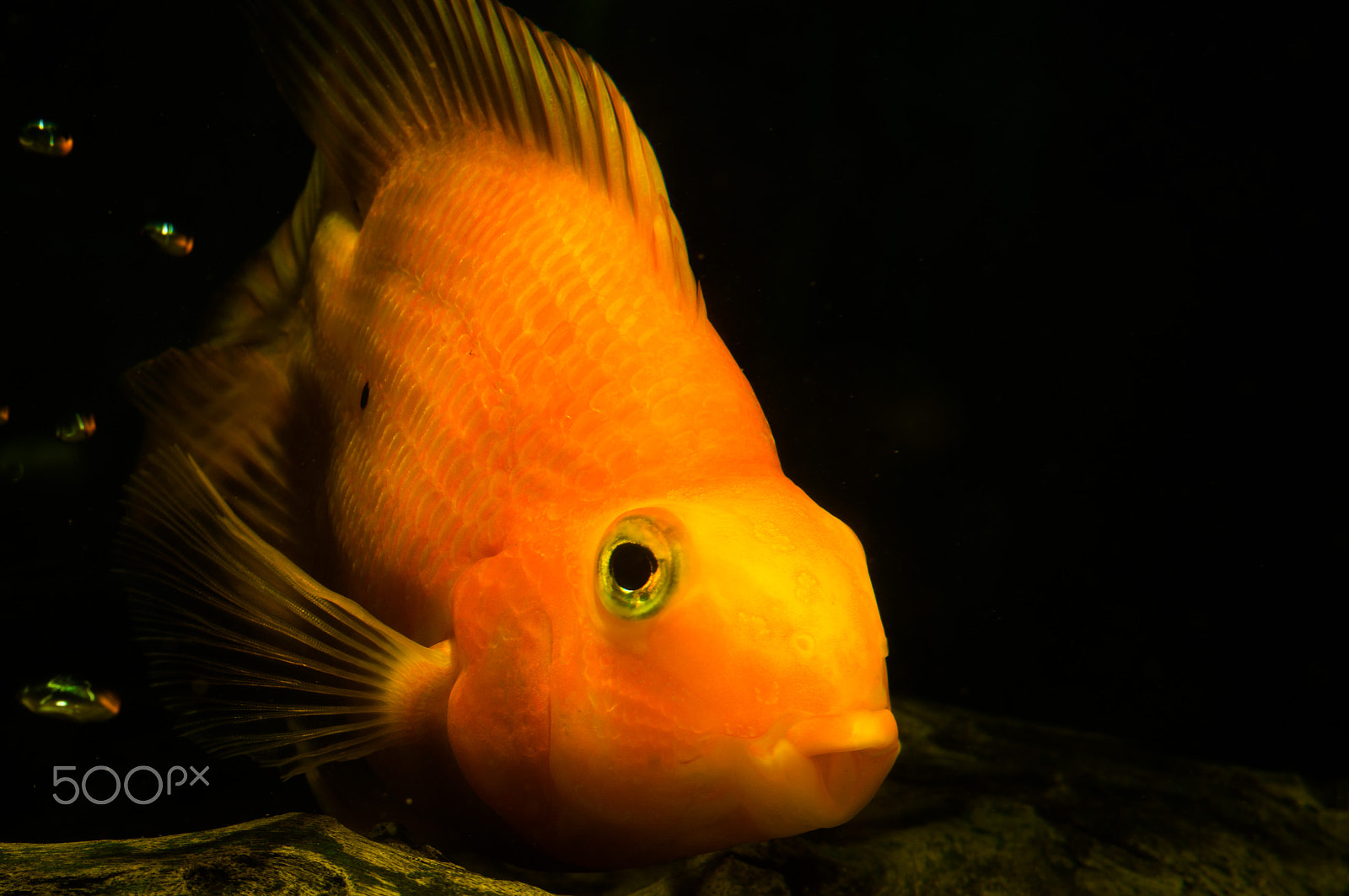 Sony SLT-A57 + Sony 50mm F2.8 Macro sample photo. Big orange photography