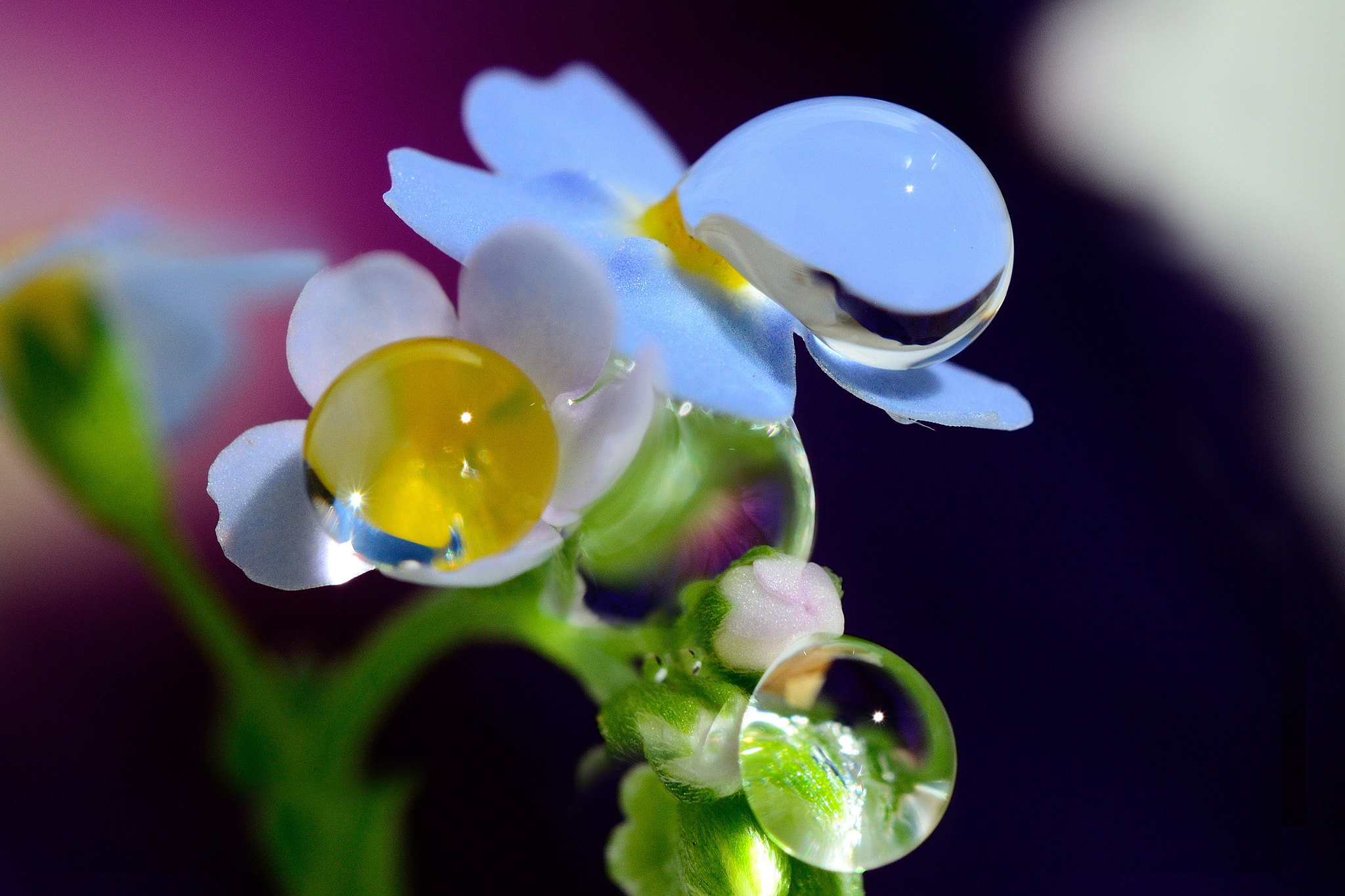 AF Zoom-Nikkor 35-70mm f/3.3-4.5 N sample photo. Amber, sapphire, amethyst and chrysoprase photography
