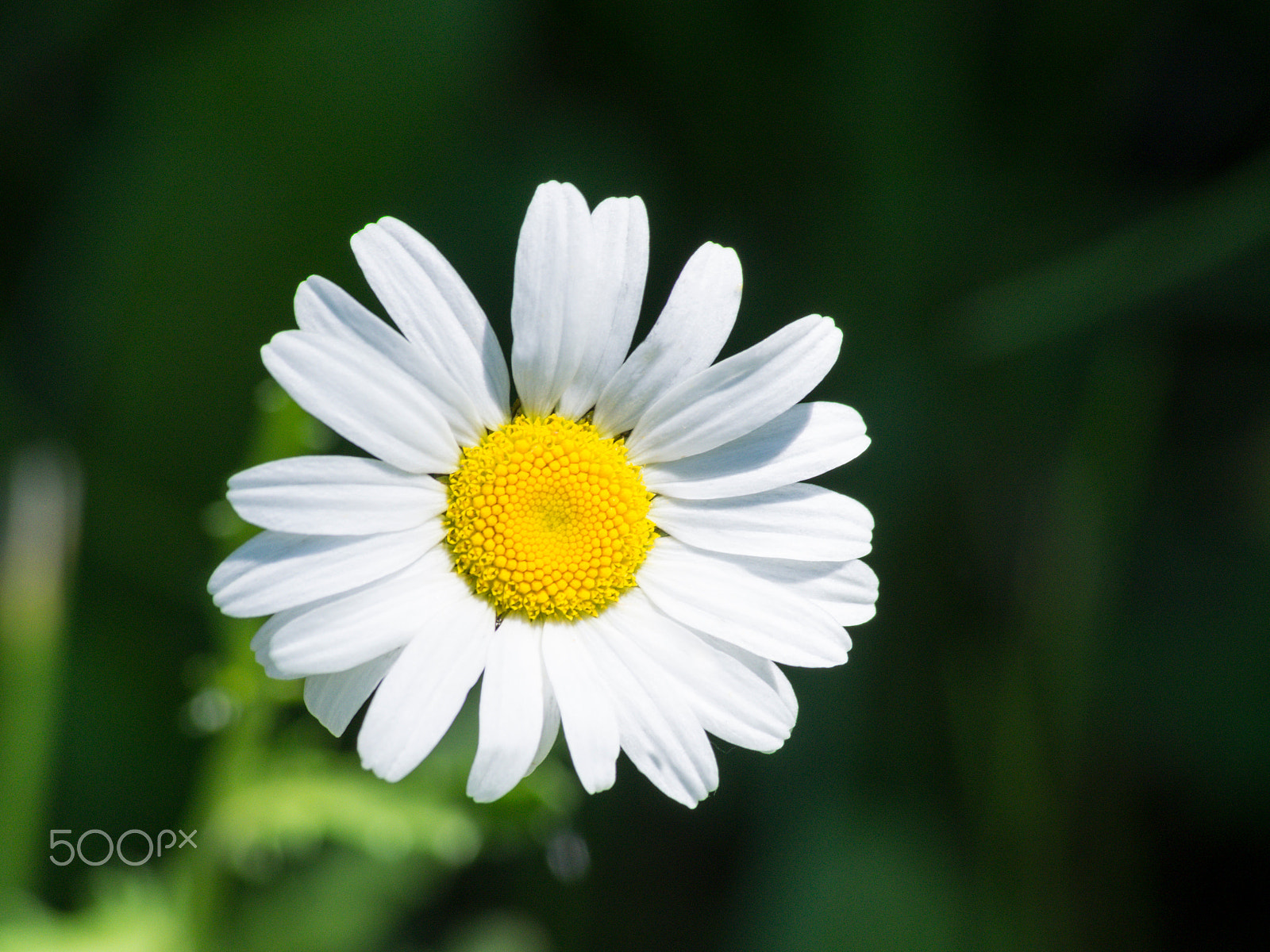 Olympus PEN E-PL5 sample photo. Daisy / pâquerette photography