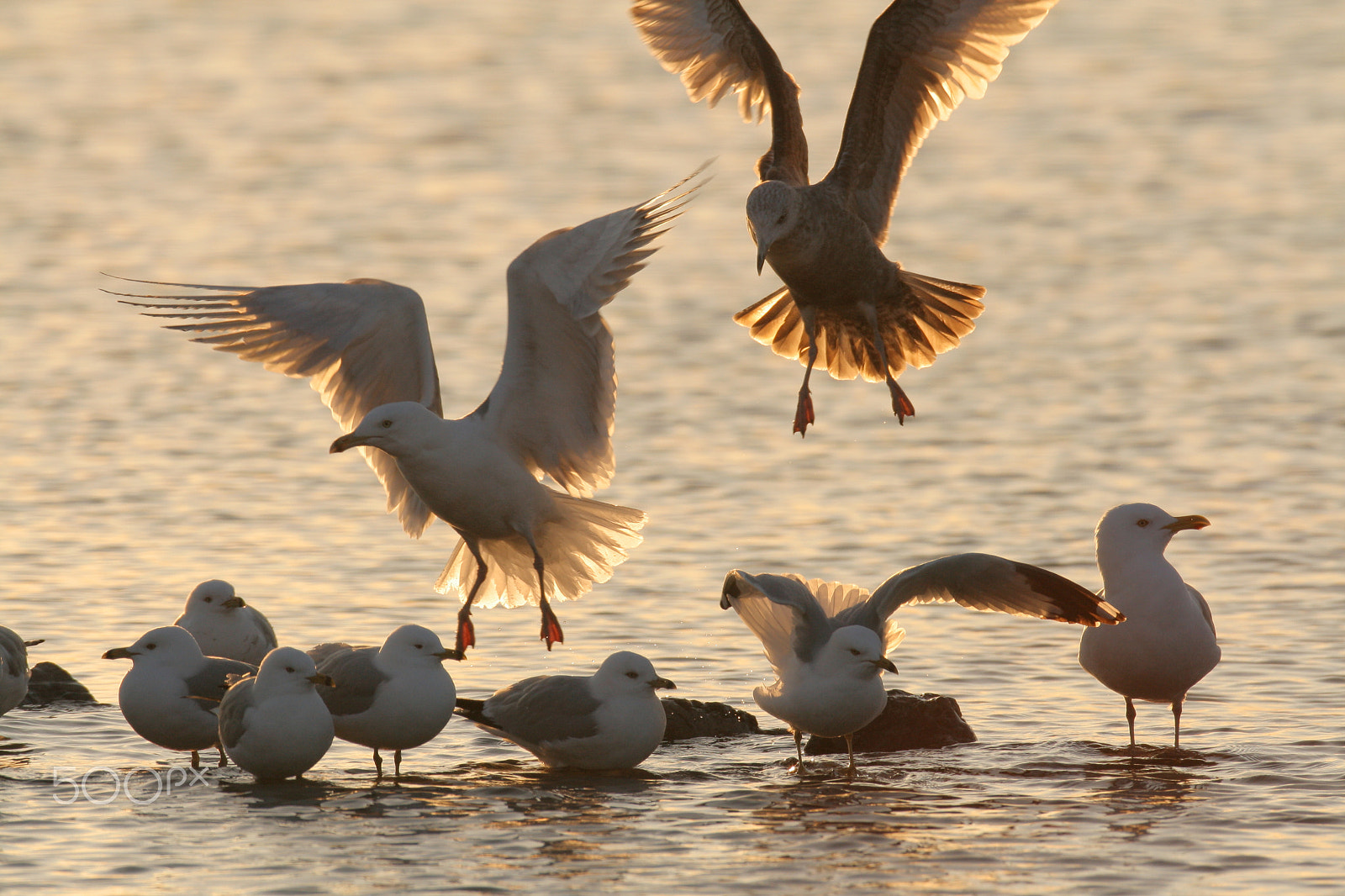 Canon EF 600mm F4L IS USM sample photo. Gulls landing at sunrise, canandaigua photography