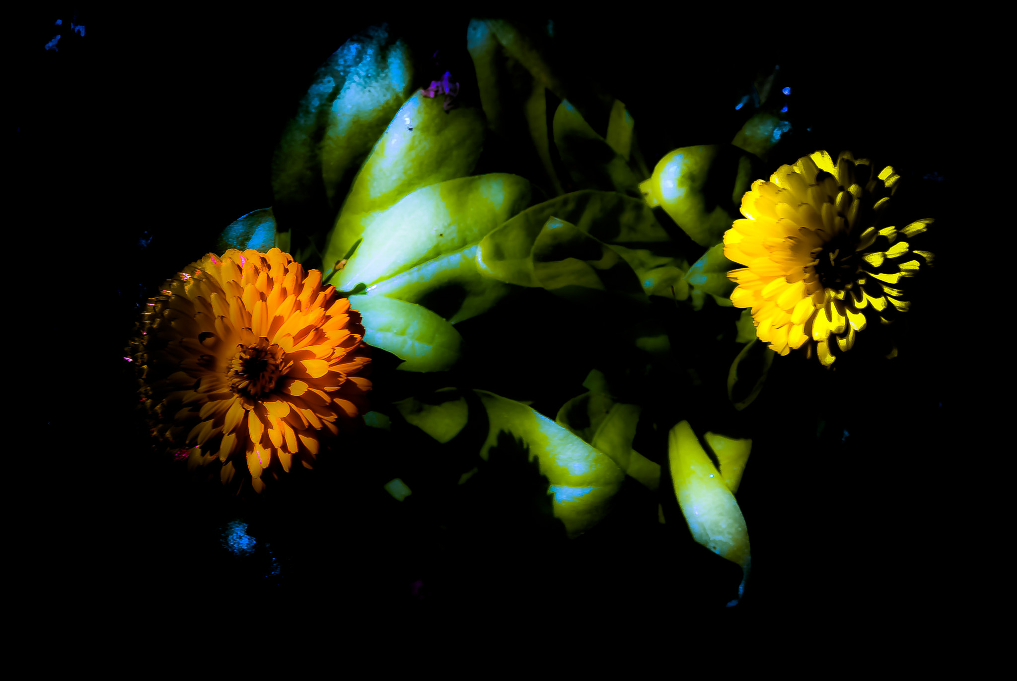 Nikon D200 sample photo. Fleurs photography