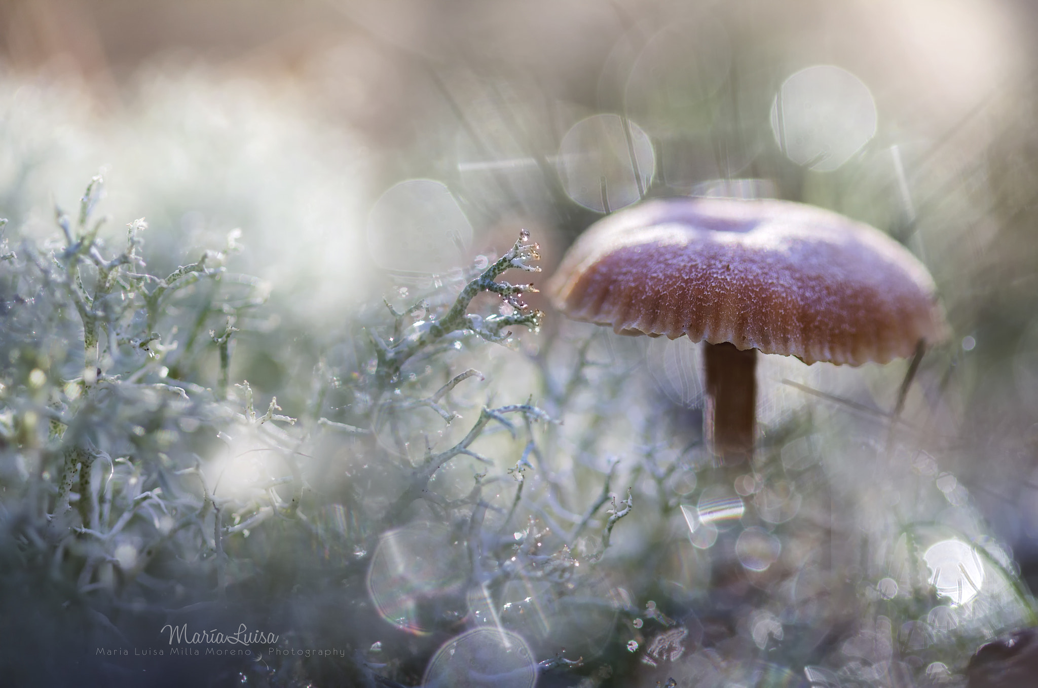 Canon EOS 600D (Rebel EOS T3i / EOS Kiss X5) + Canon EF 100mm F2.8 Macro USM sample photo. A forest scene photography
