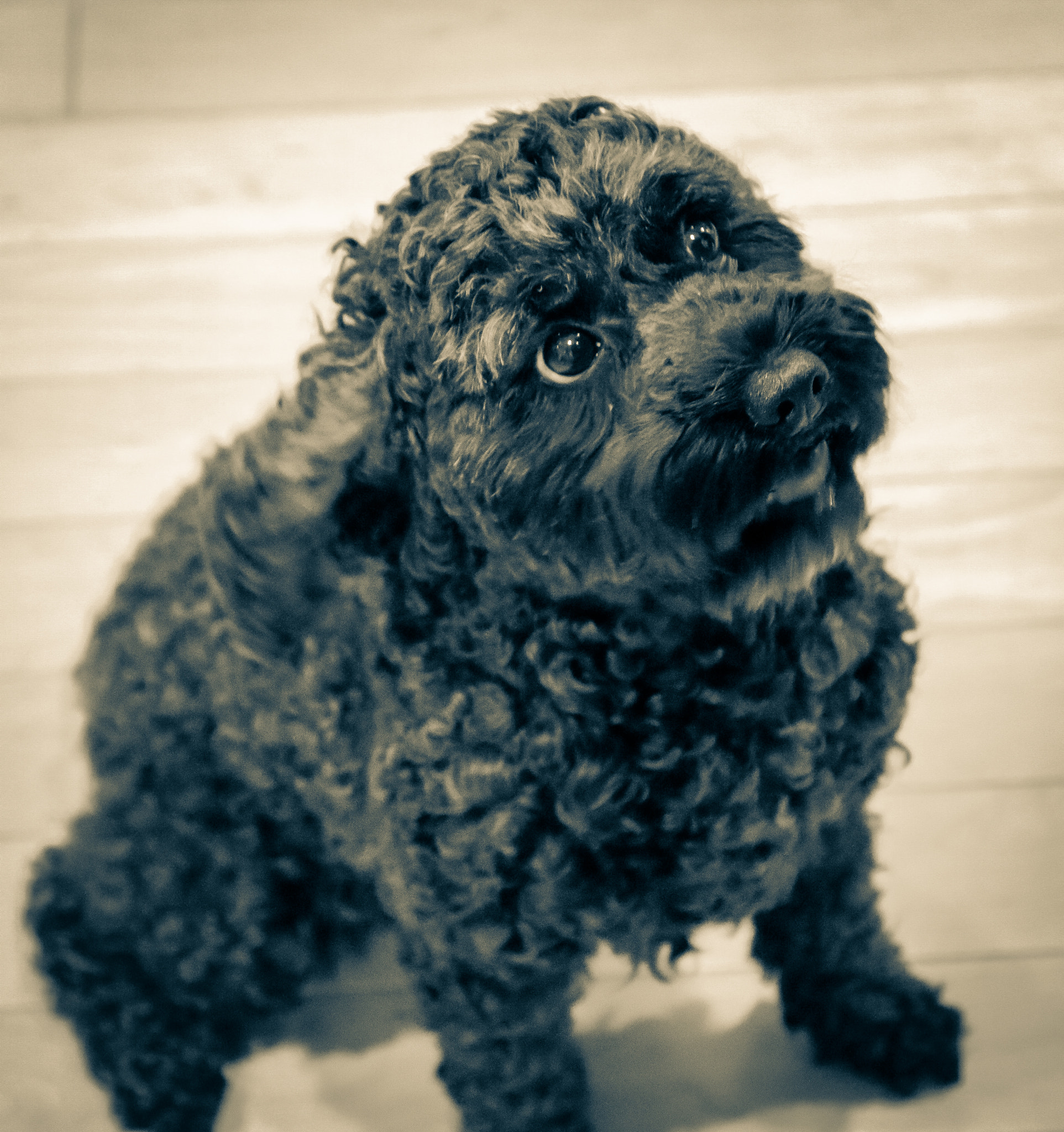 Canon EOS 760D (EOS Rebel T6s / EOS 8000D) sample photo. Pepper waiting on snack photography