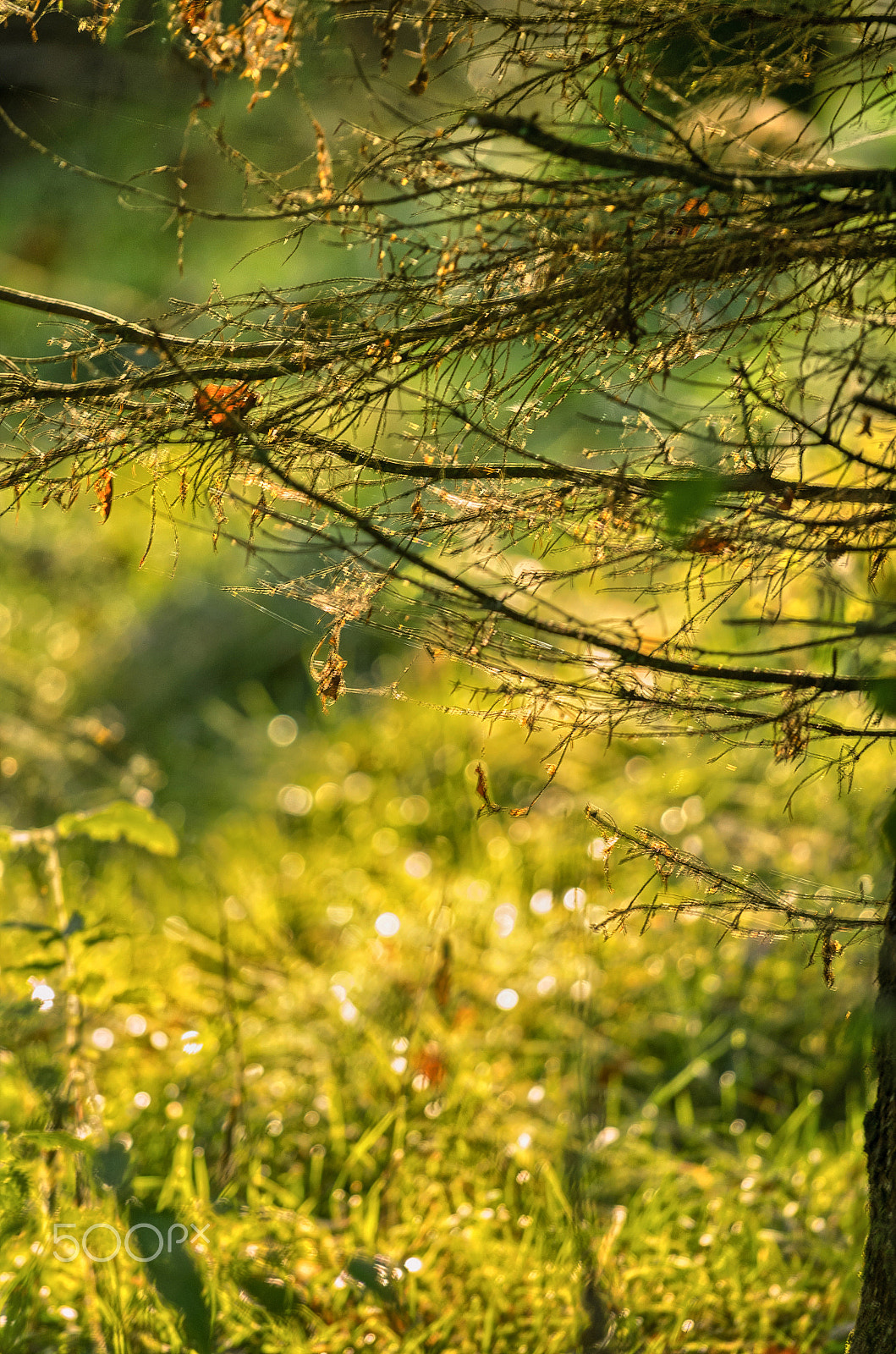 Pentax K-5 + Pentax smc DA* 300mm F4.0 ED (IF) SDM sample photo. Autumn hdr photography