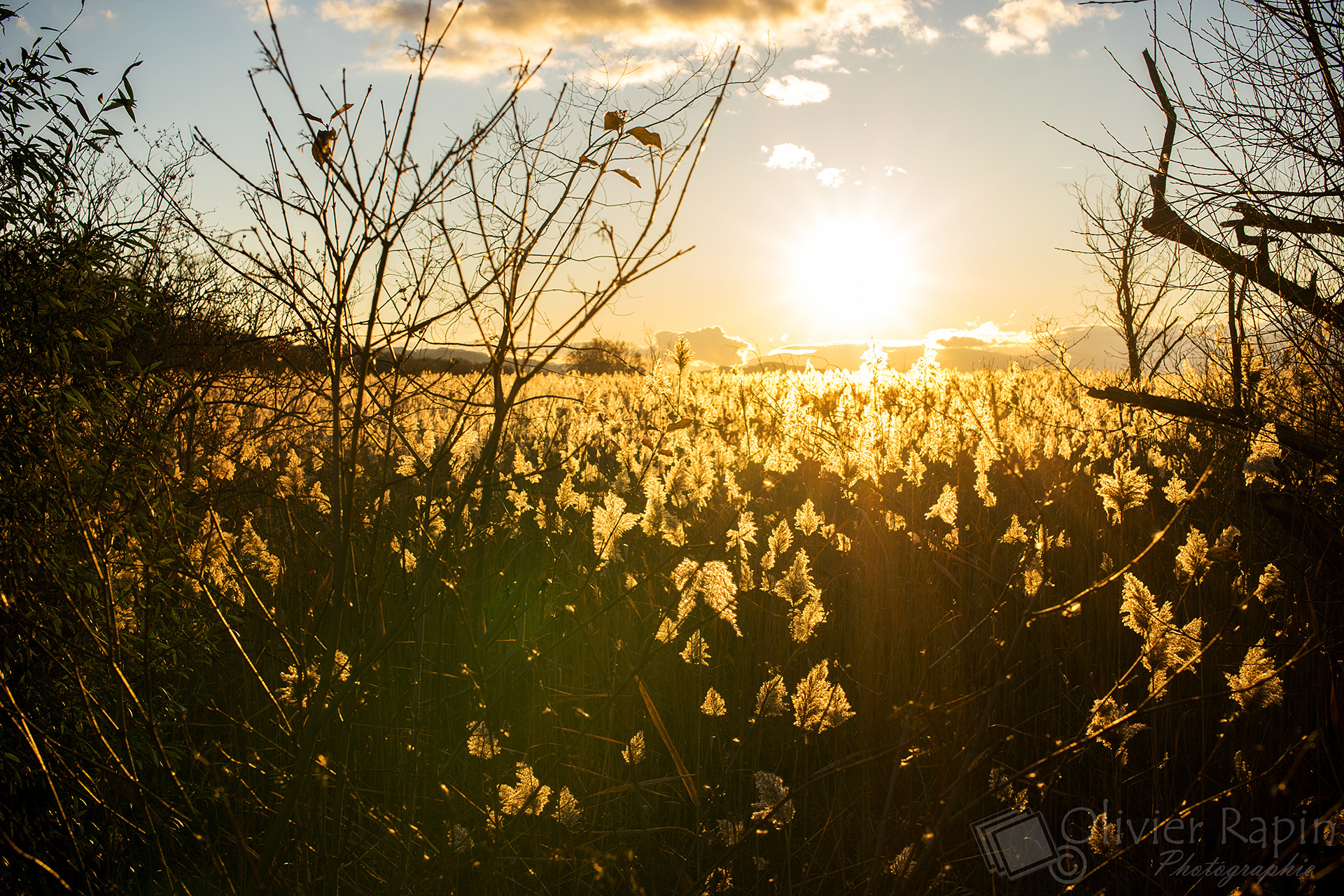 Sony a7 + Sigma 50mm F1.4 EX DG HSM sample photo. Dans les roseaux photography