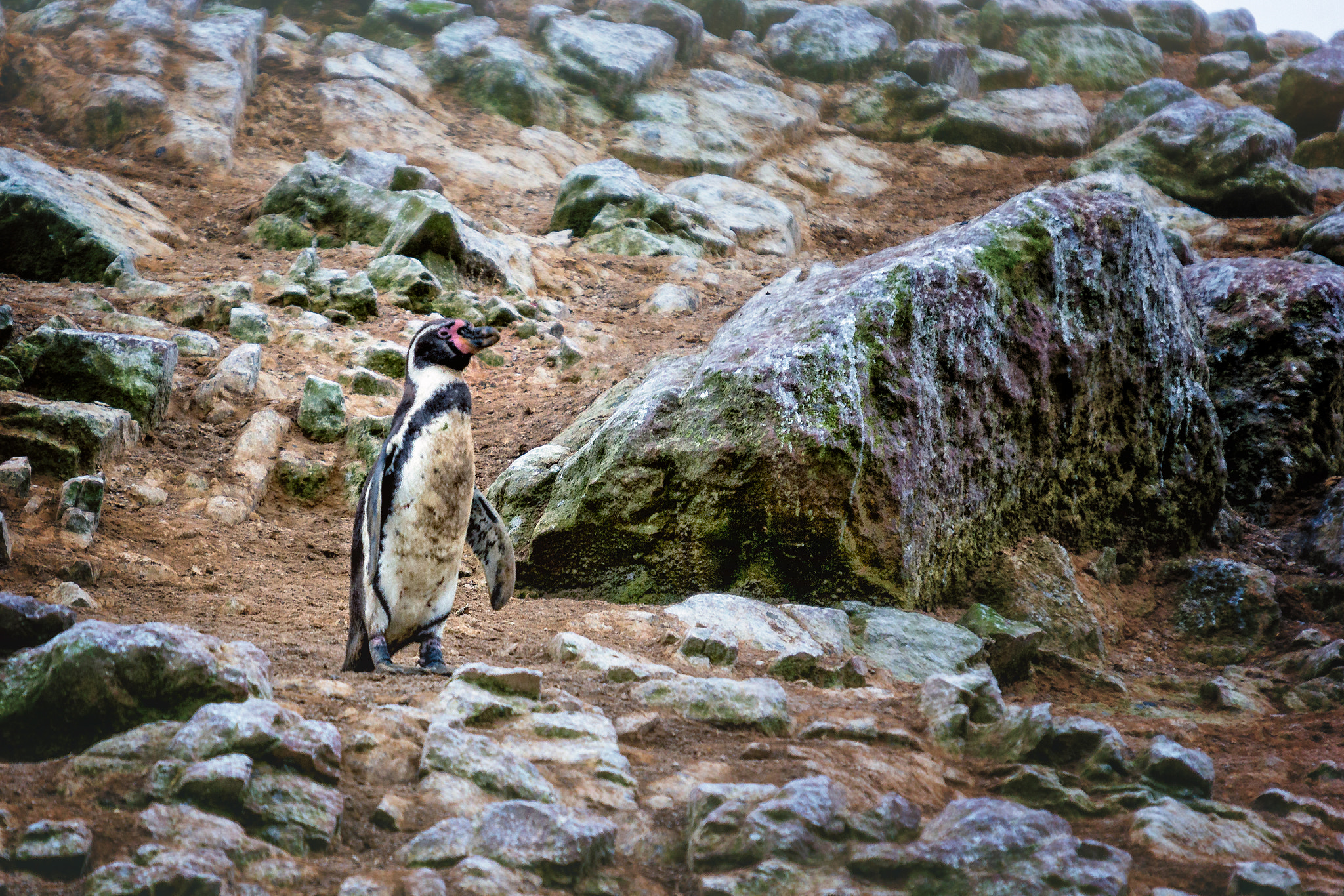 Sigma 50-500mm f/4-6.3 APO HSM EX sample photo. Ballestas, peru photography