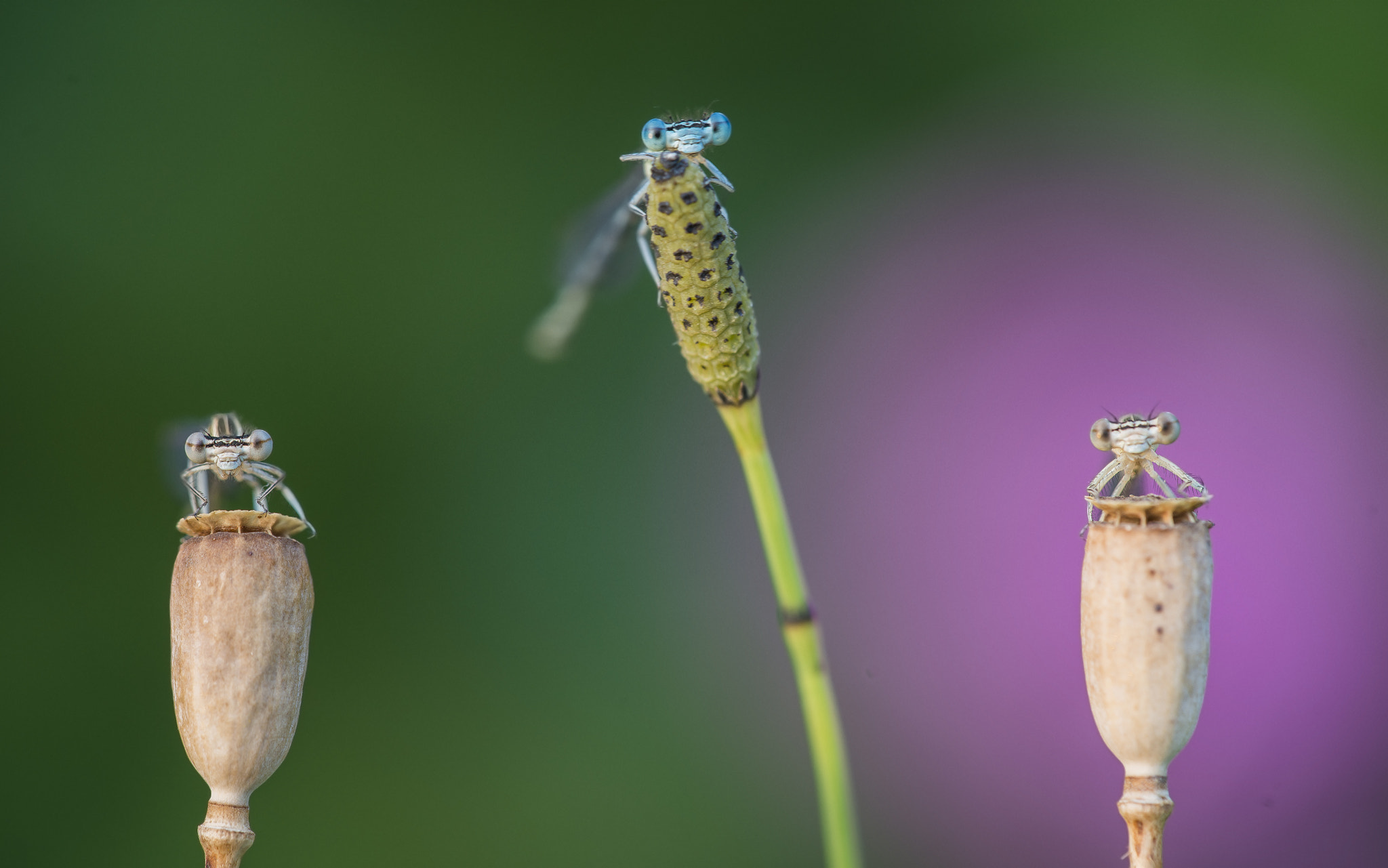 Sigma 150mm F2.8 EX DG Macro HSM sample photo. The band photography