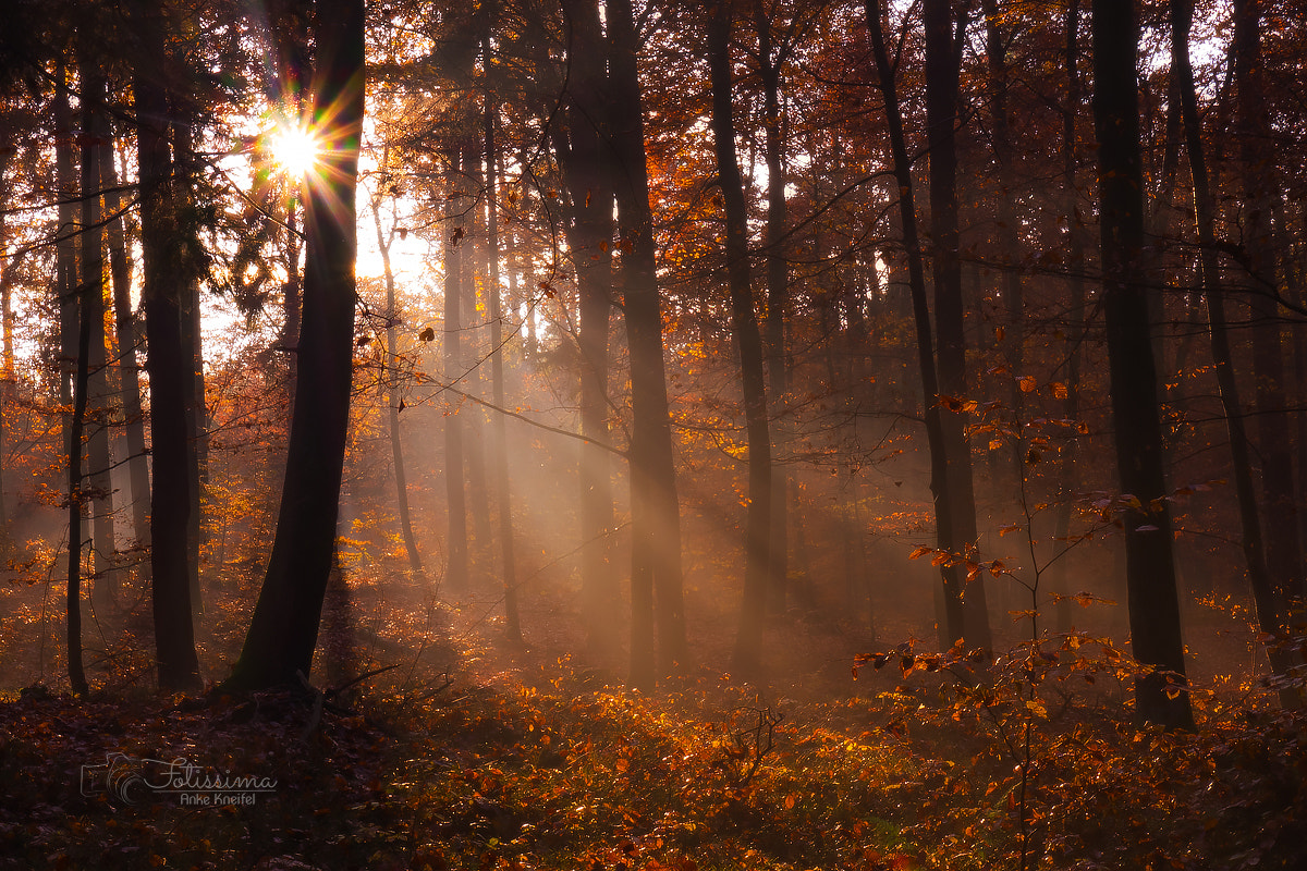 Panasonic Lumix G X Vario 12-35mm F2.8 ASPH Power OIS sample photo. In the forest photography