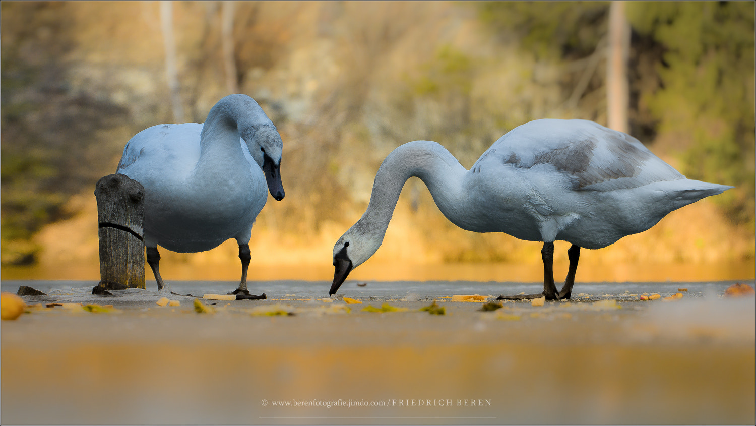 Pentax K-3 sample photo. Schwan photography