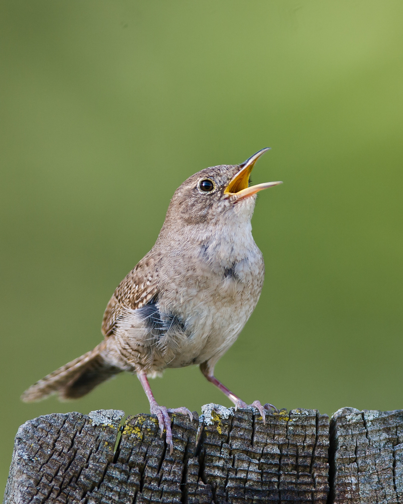 Canon EF 600mm F4L IS USM sample photo. House wren photography