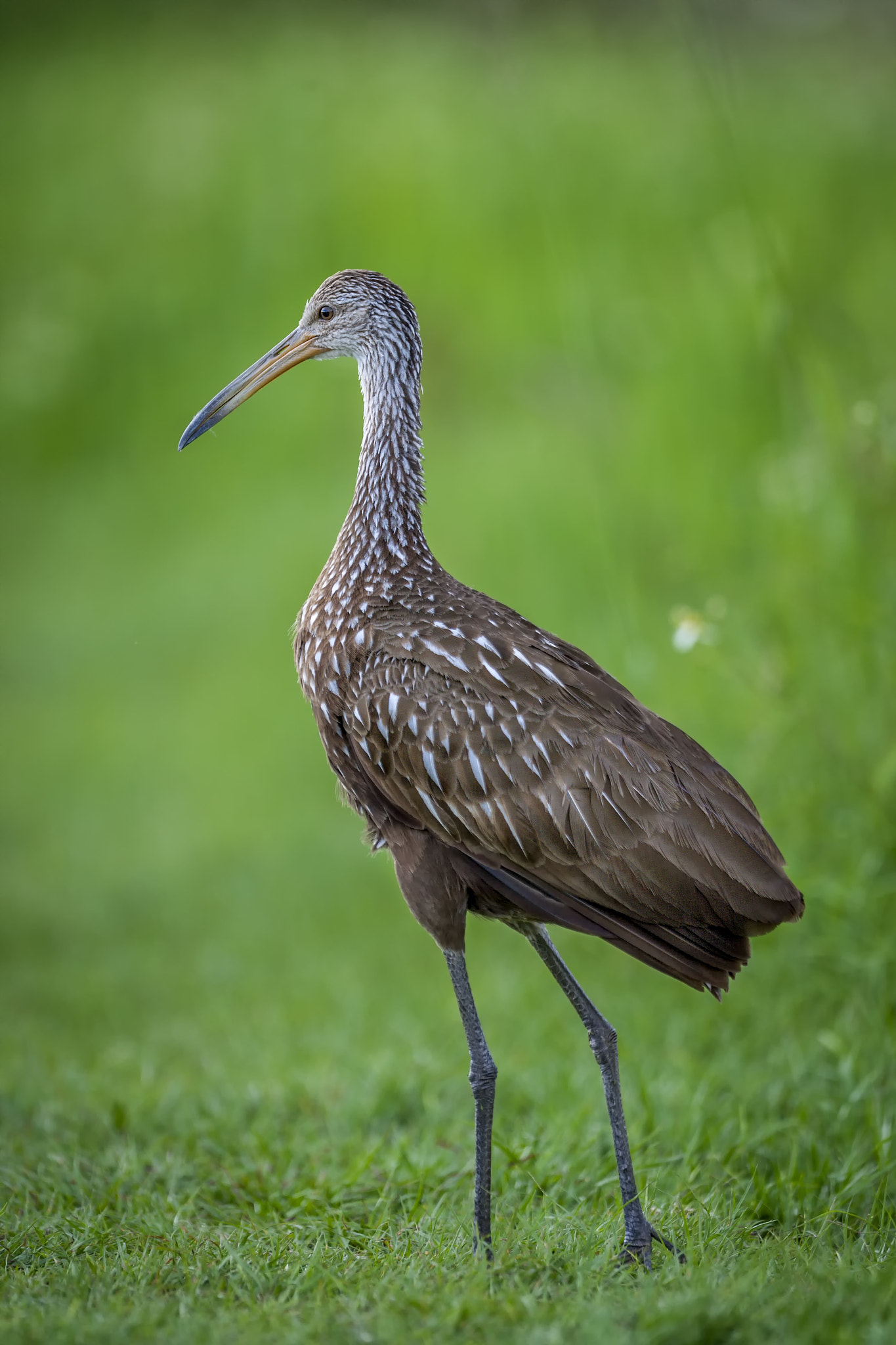 Canon EOS-1D Mark III + Canon EF 500mm F4L IS USM sample photo. Limpkin photography