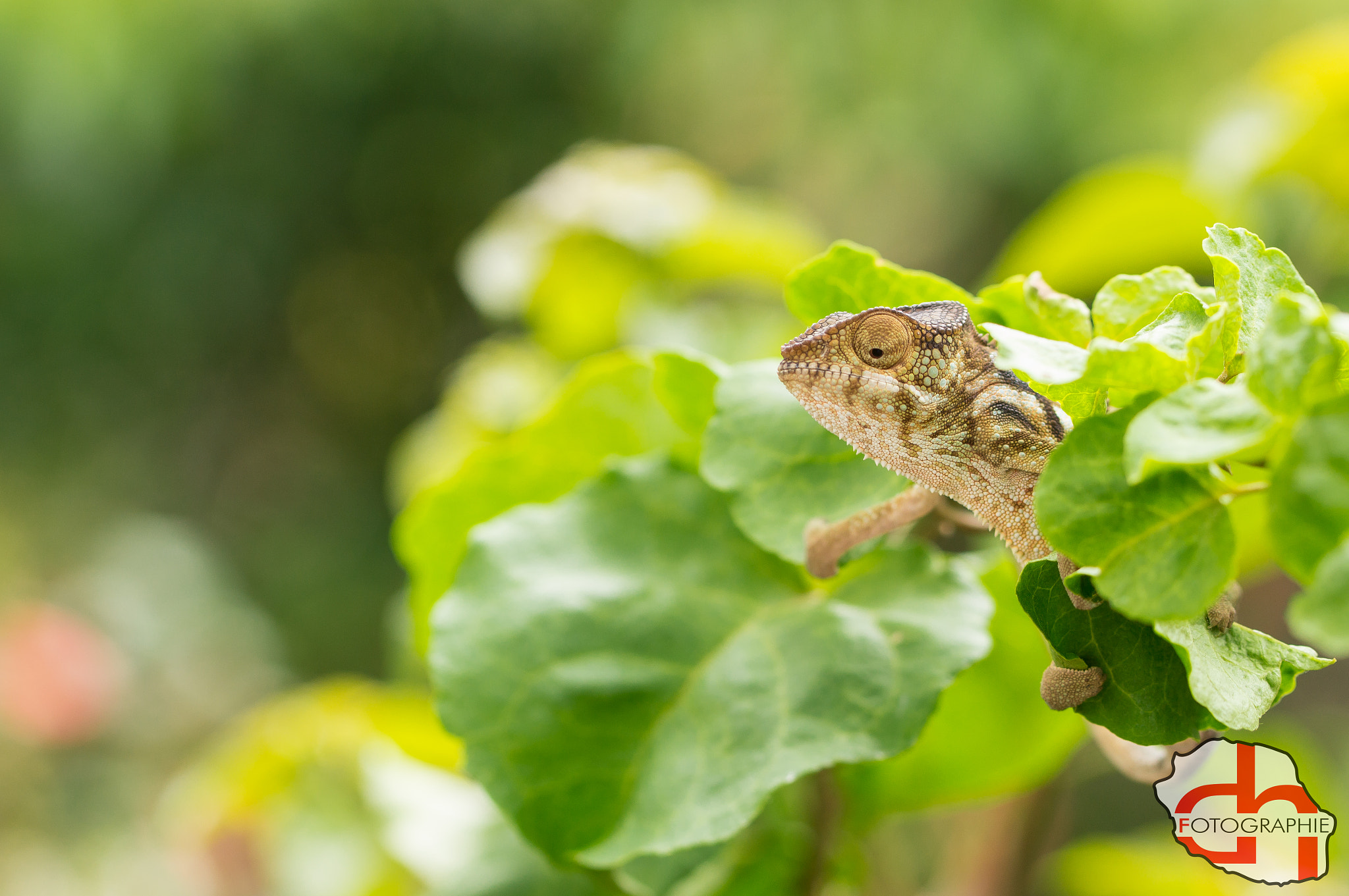 Sony SLT-A37 + 90mm F2.8 Macro SSM sample photo. Caméléon photography