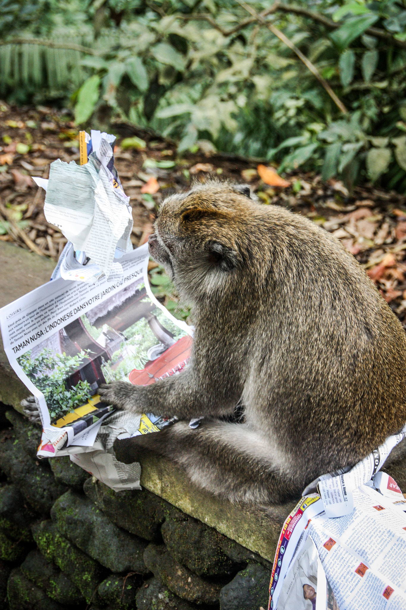 Sigma 18-250mm F3.5-6.3 DC OS HSM sample photo. Monkey forest ubud bali photography
