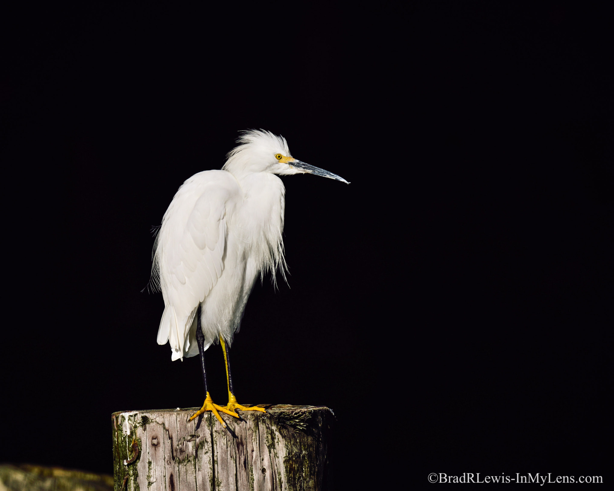 Nikon D810 + Sigma 24-60mm F2.8 EX DG sample photo. Snowy egret enjoying the day photography