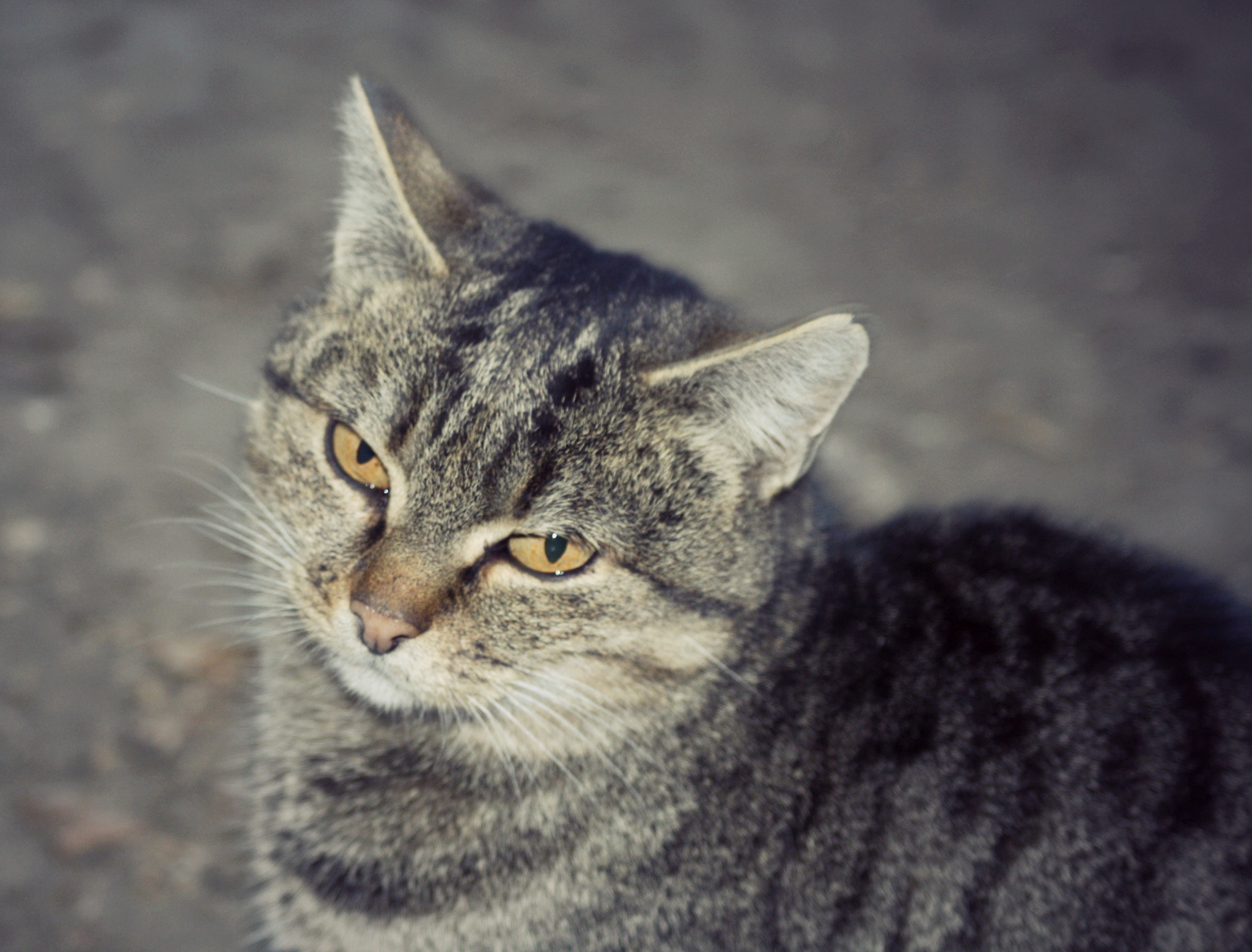 Canon EF 28-90mm f/4-5.6 sample photo. Cat photography