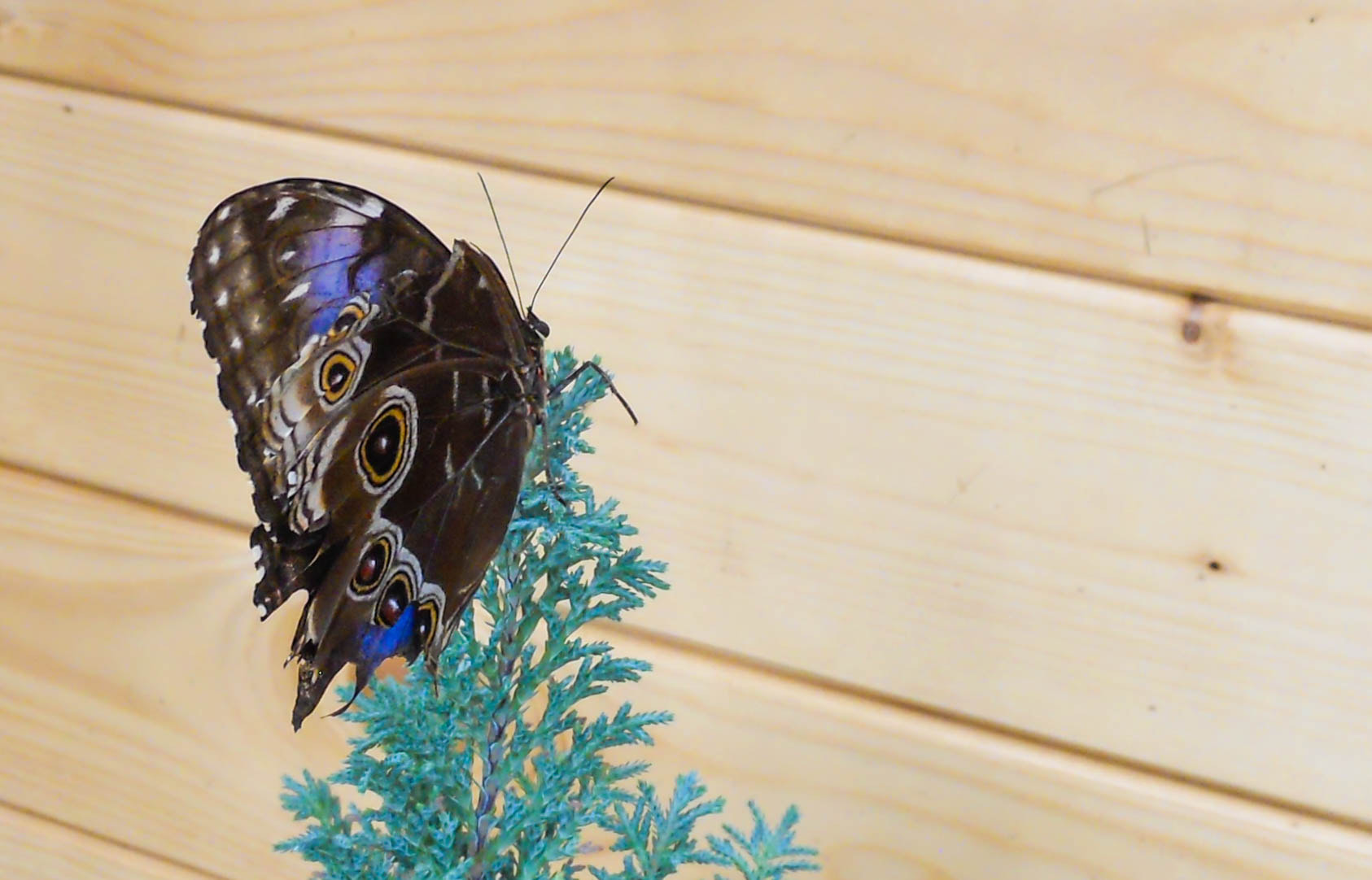 Nikon Coolpix S570 sample photo. Img photography