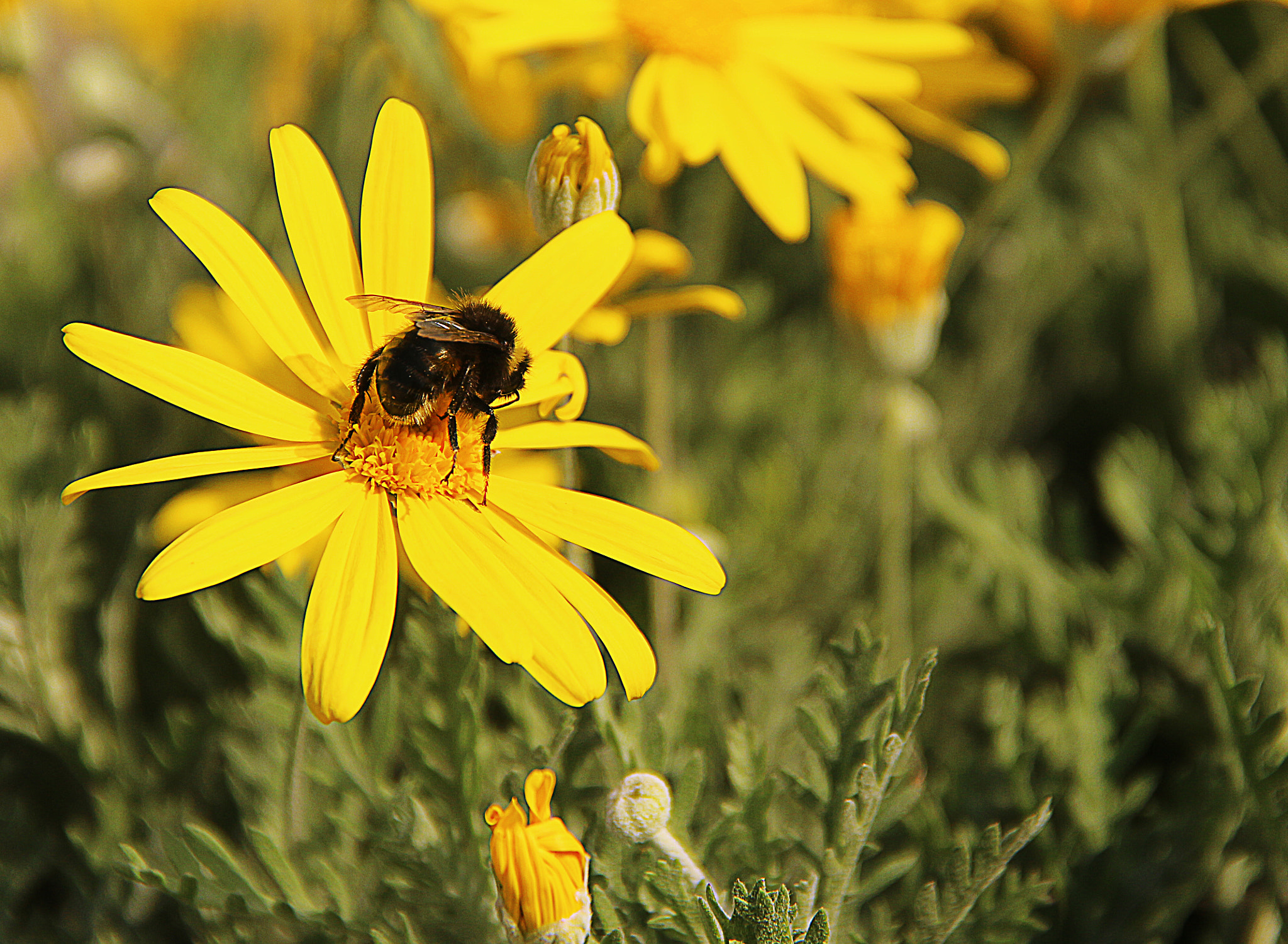 Canon EOS M sample photo. Ari photography