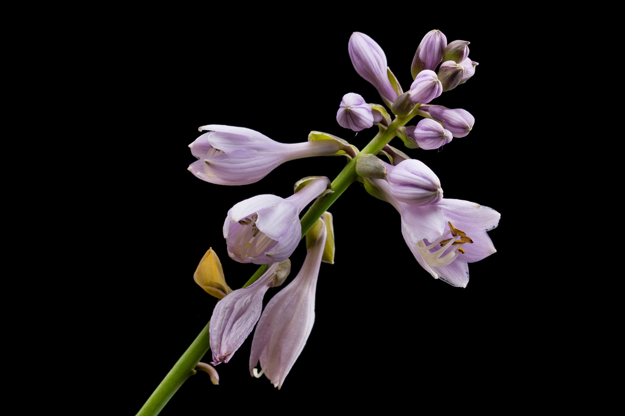 Sony Sonnar T* 135mm F1.8 ZA sample photo. Hosta photography