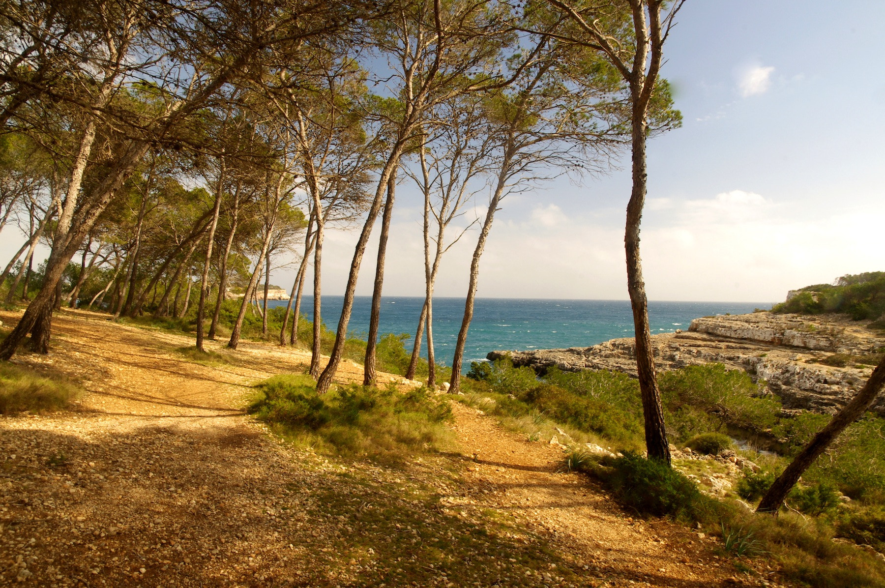 Pentax smc DA 14mm F2.8 ED (IF) sample photo. Dancing trees :-) mallorca; photography
