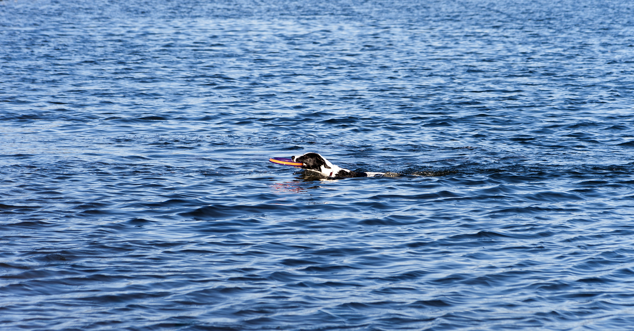Nikon D700 + AF Zoom-Nikkor 24-120mm f/3.5-5.6D IF sample photo. Dog playing catch in ocean photography