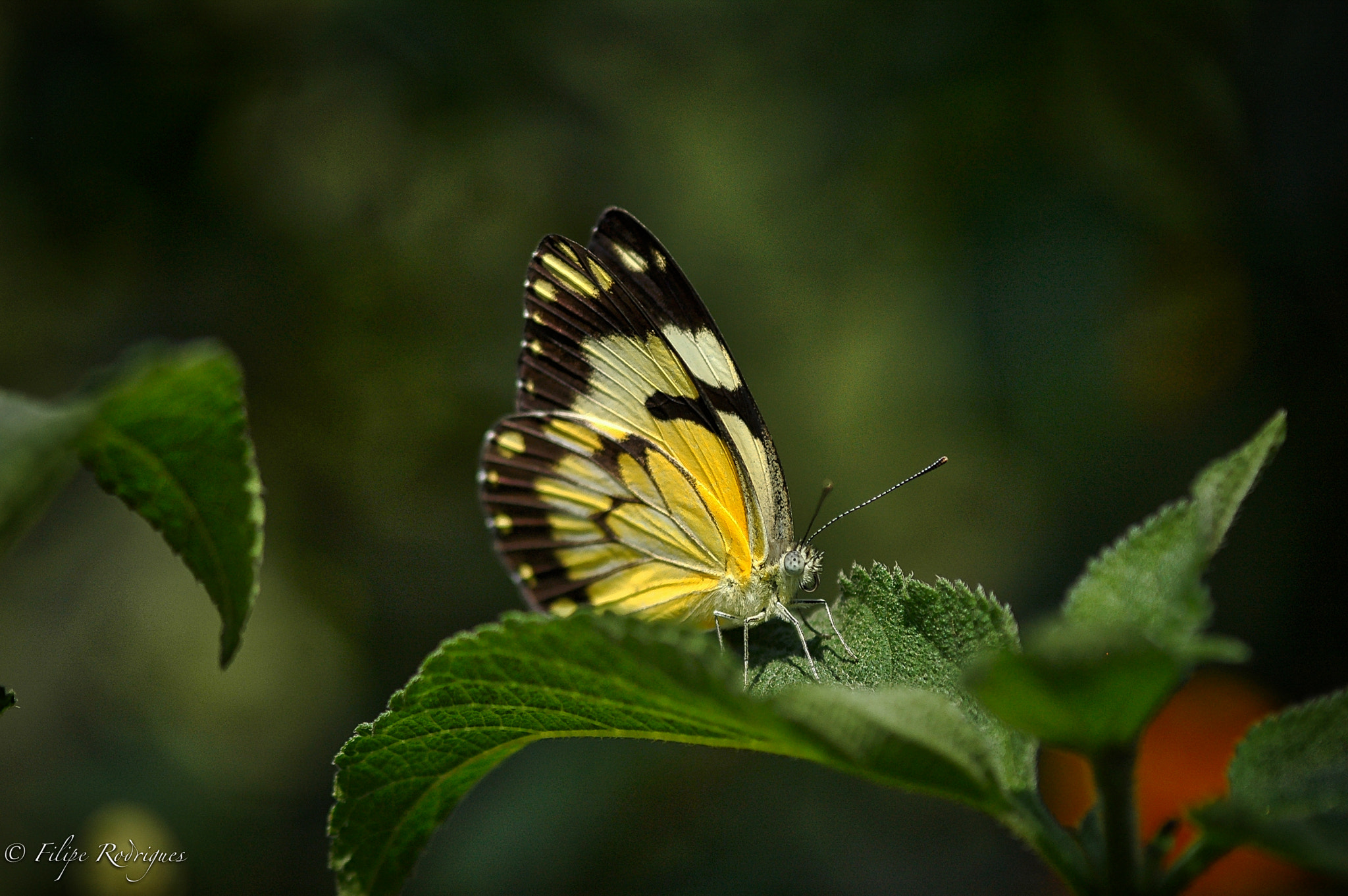 Nikon D70 + AF Micro-Nikkor 105mm f/2.8 sample photo. Sun ray photography