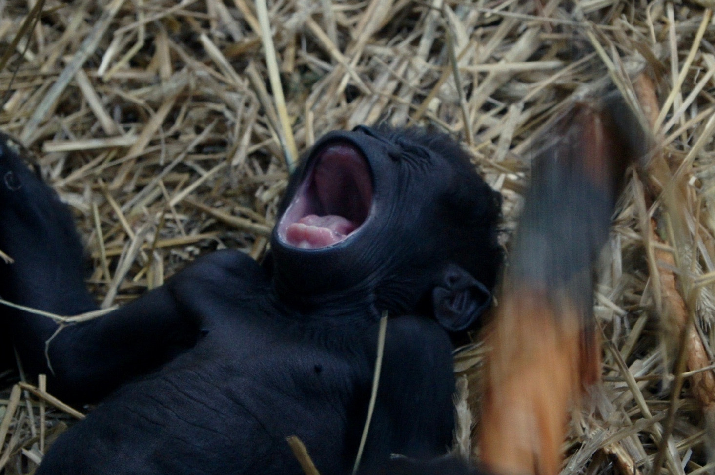 Sony SLT-A35 sample photo. Monkey baby photography