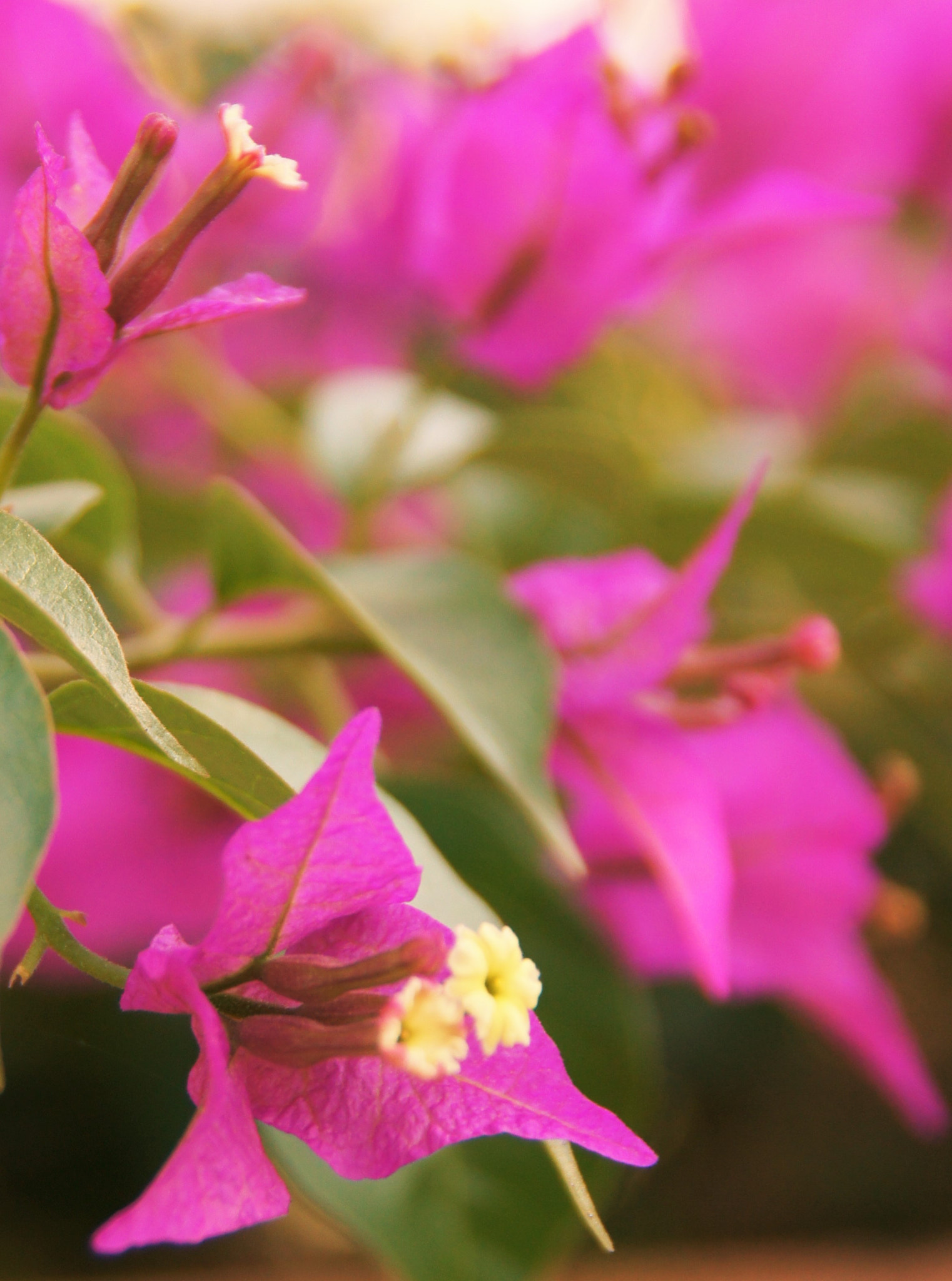 Sony SLT-A55 (SLT-A55V) sample photo. Bougainvillier photography